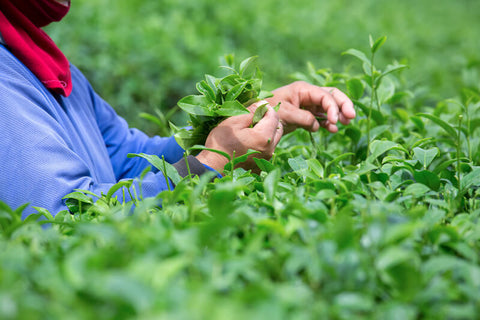 Picking Tea