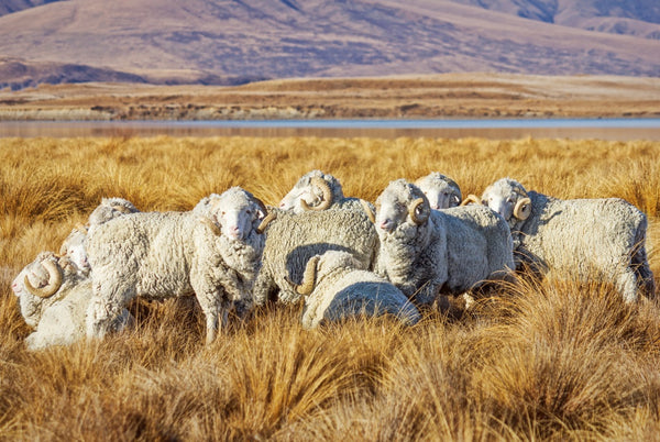 New Zealand merino sheep in summer