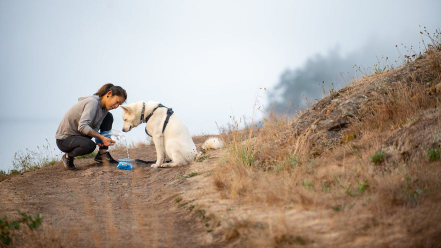 packable dog bowl