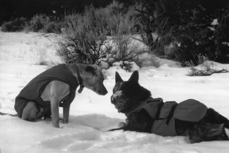 initial k-9 overcoat on two dogs in 1998 black & white.