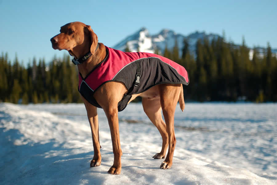 Second iteration of overcoat on a vizsla in the snow that has side release buckles.