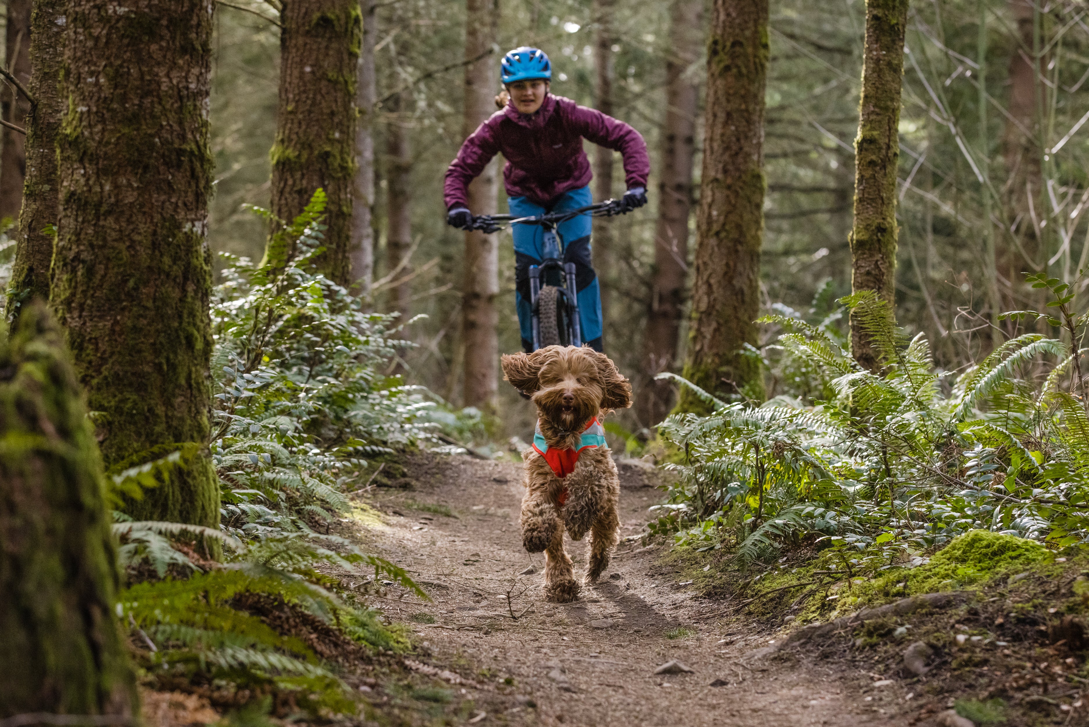 A woman mountain bikes while her dog runs on the trail in front of her. 