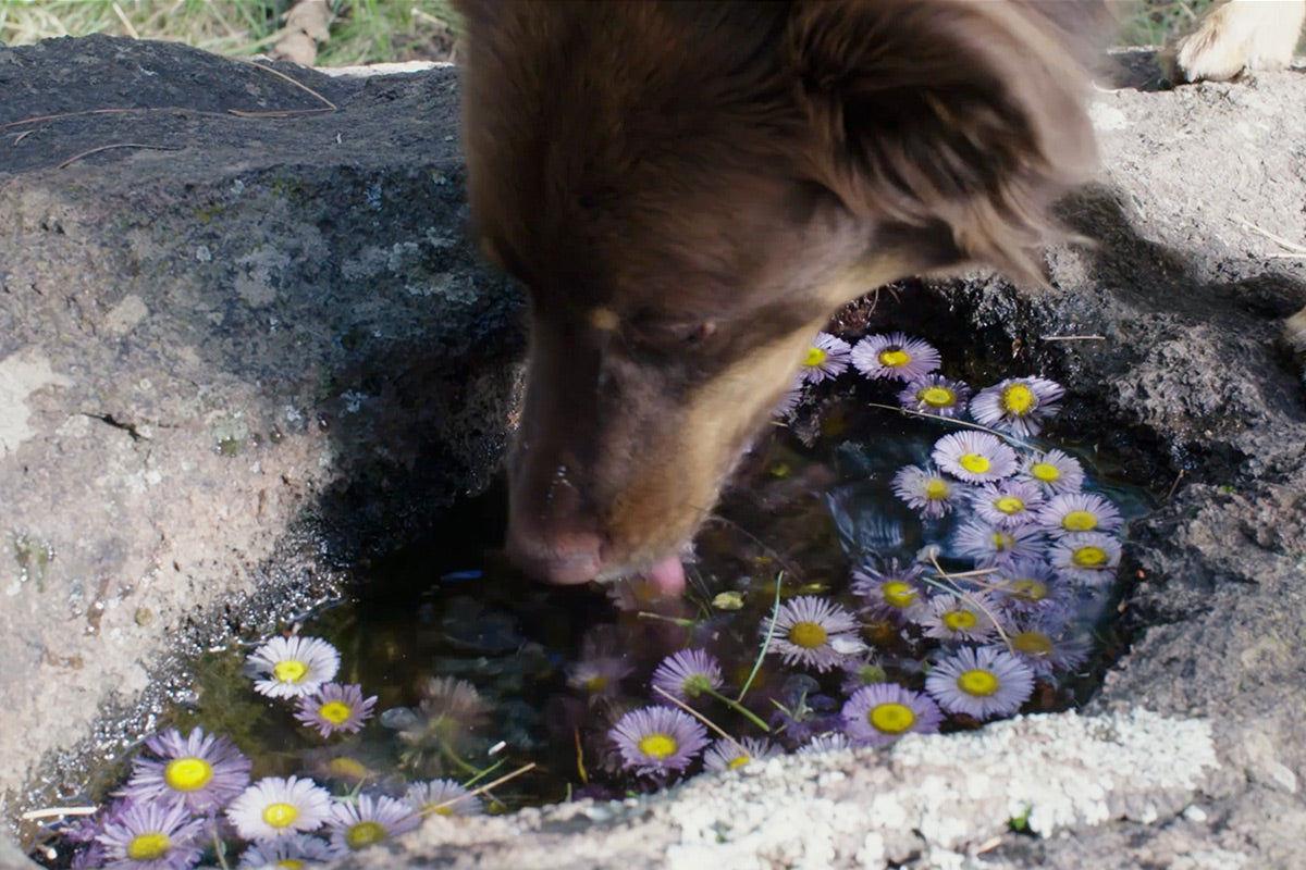 Sol drinks out of a puddle filled with purple daisies.