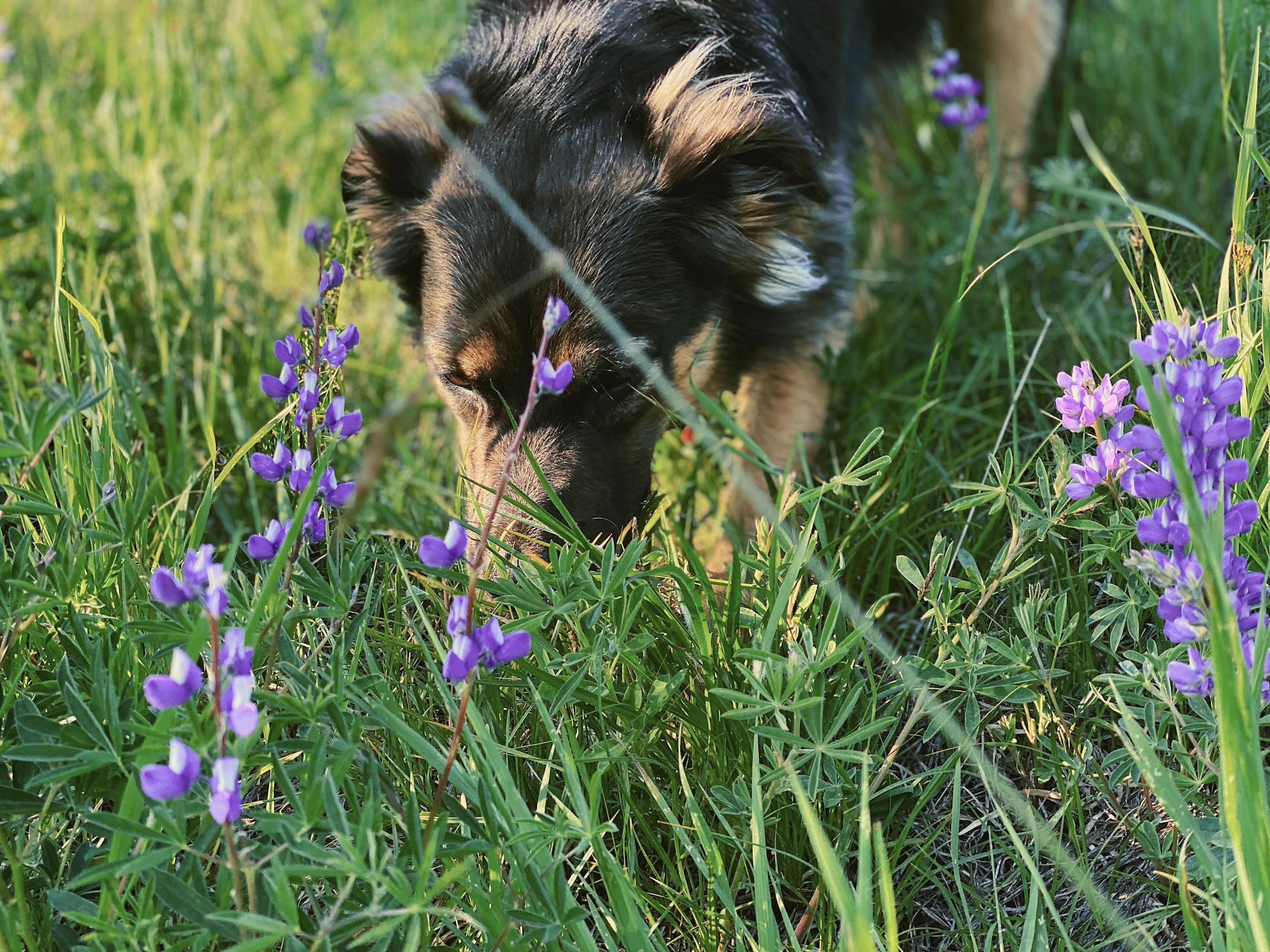 Lennon noses around the grass and wildflowers sniffing.