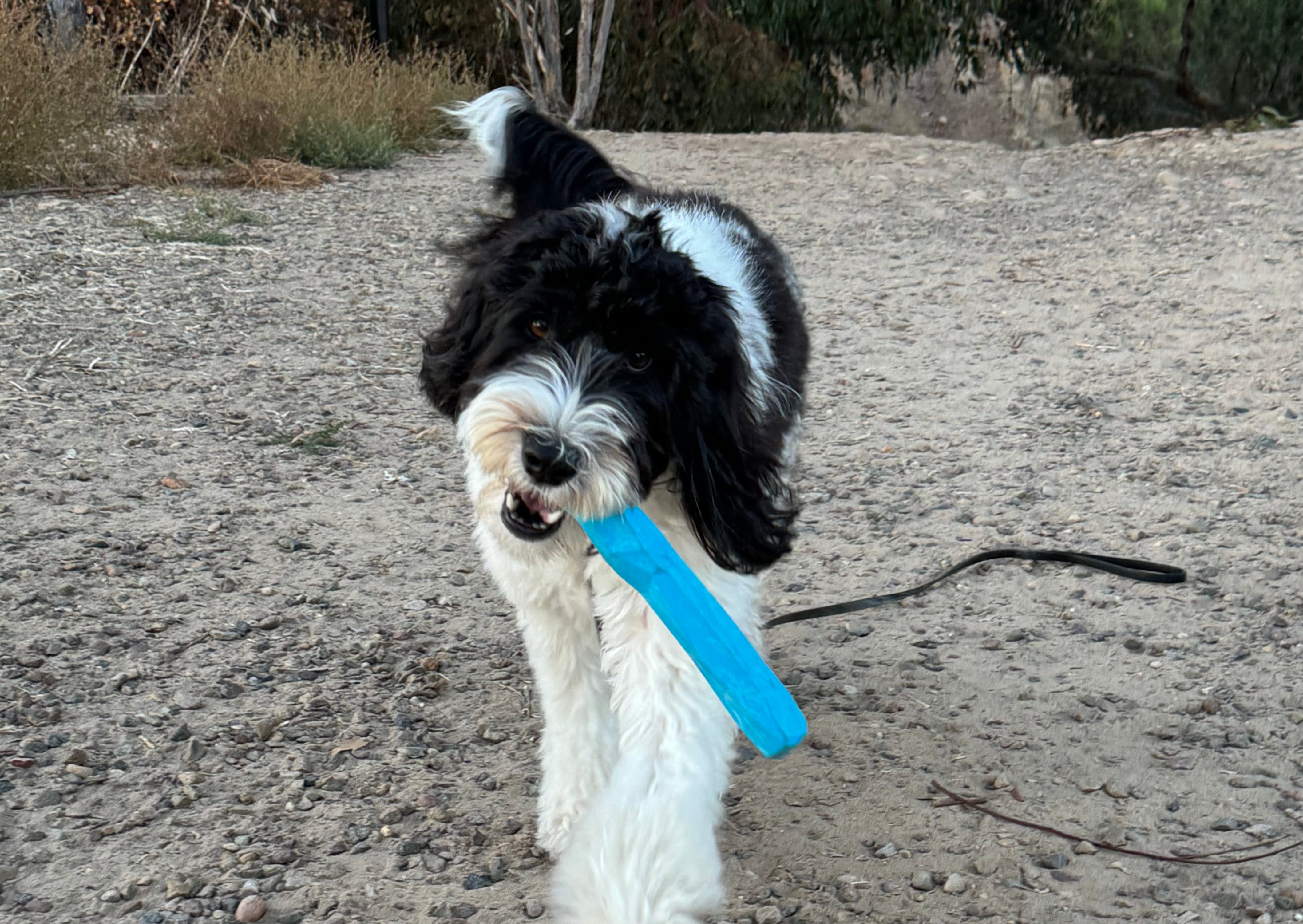 Luna playing with the Gnawt-a-Stick™.