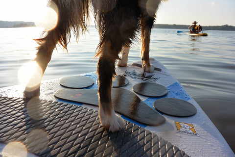 dog standing on grip mat on nose of paddleboard