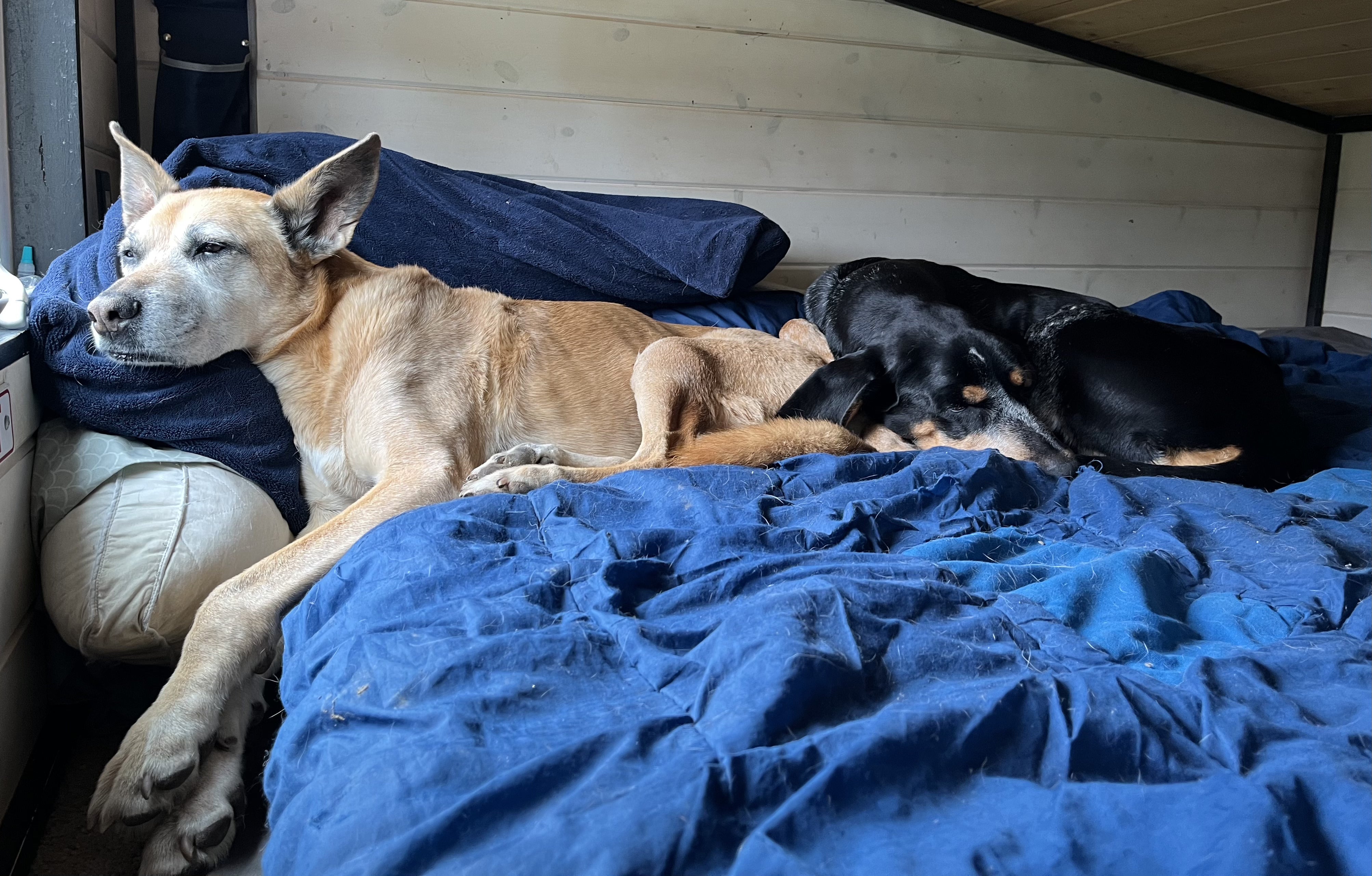 Two dogs sleep on a bed in a tiny house. 