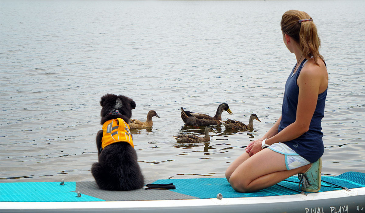 Puppy Willow in float coat sits on paddle board looking at ducks.