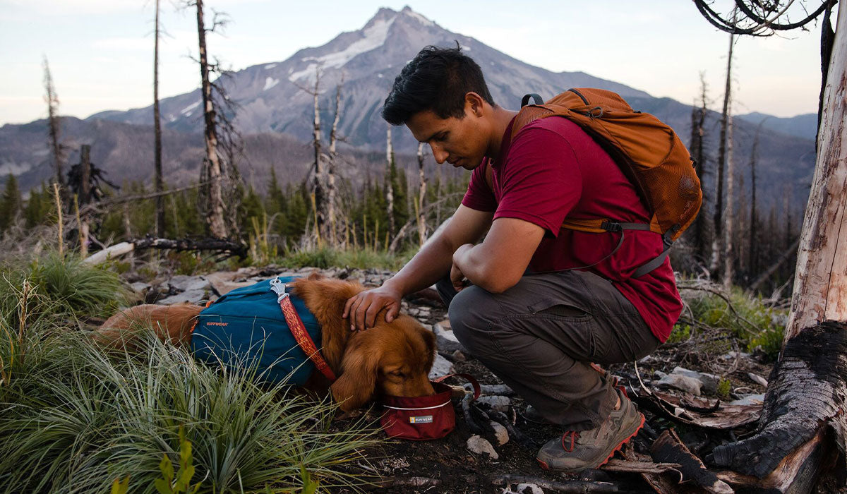 Dog in front range day pack drinks water out of quencher bowl on a hike near Mt Jefferson.