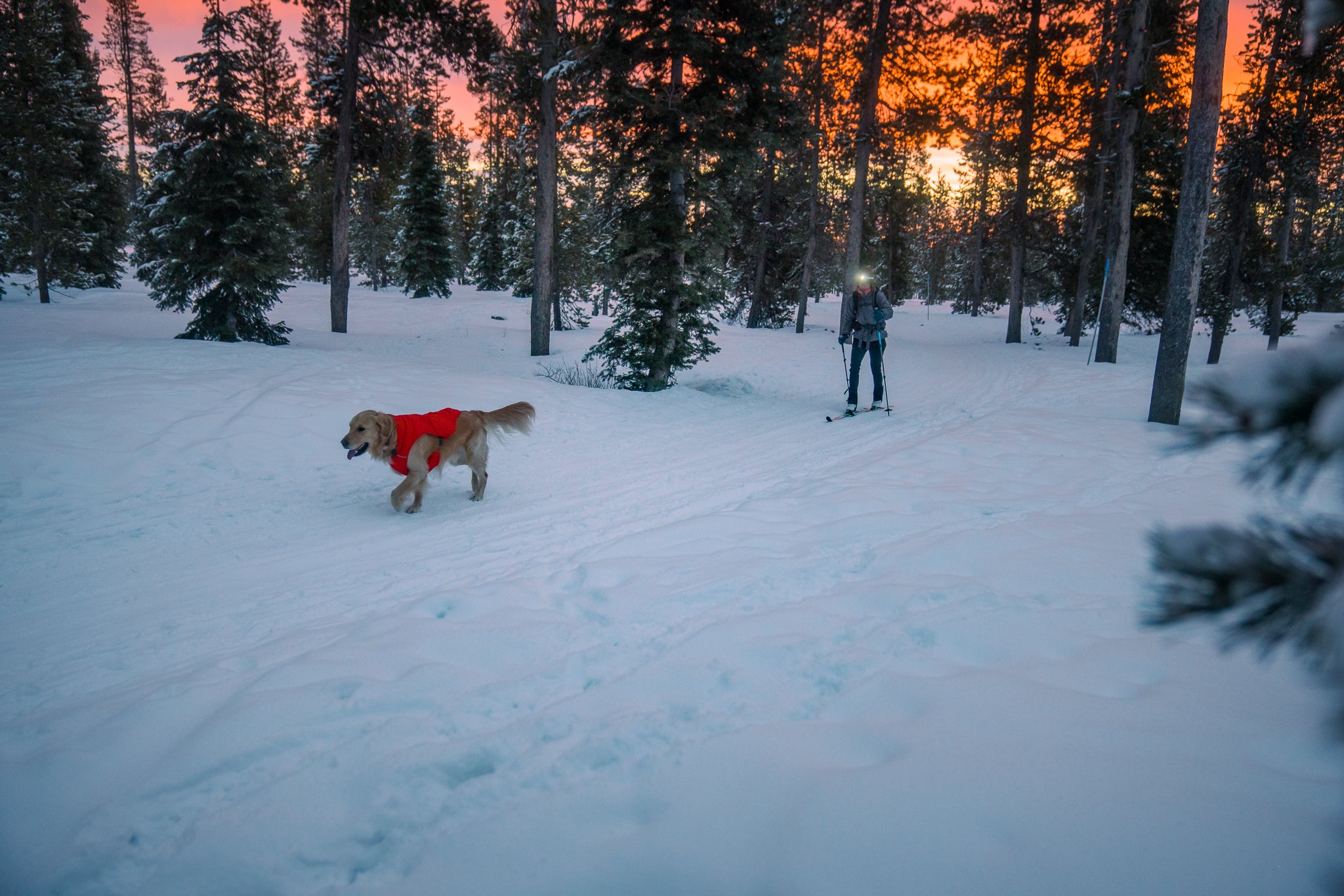 A woman cross country skis at night her with dog running ahead of her. 