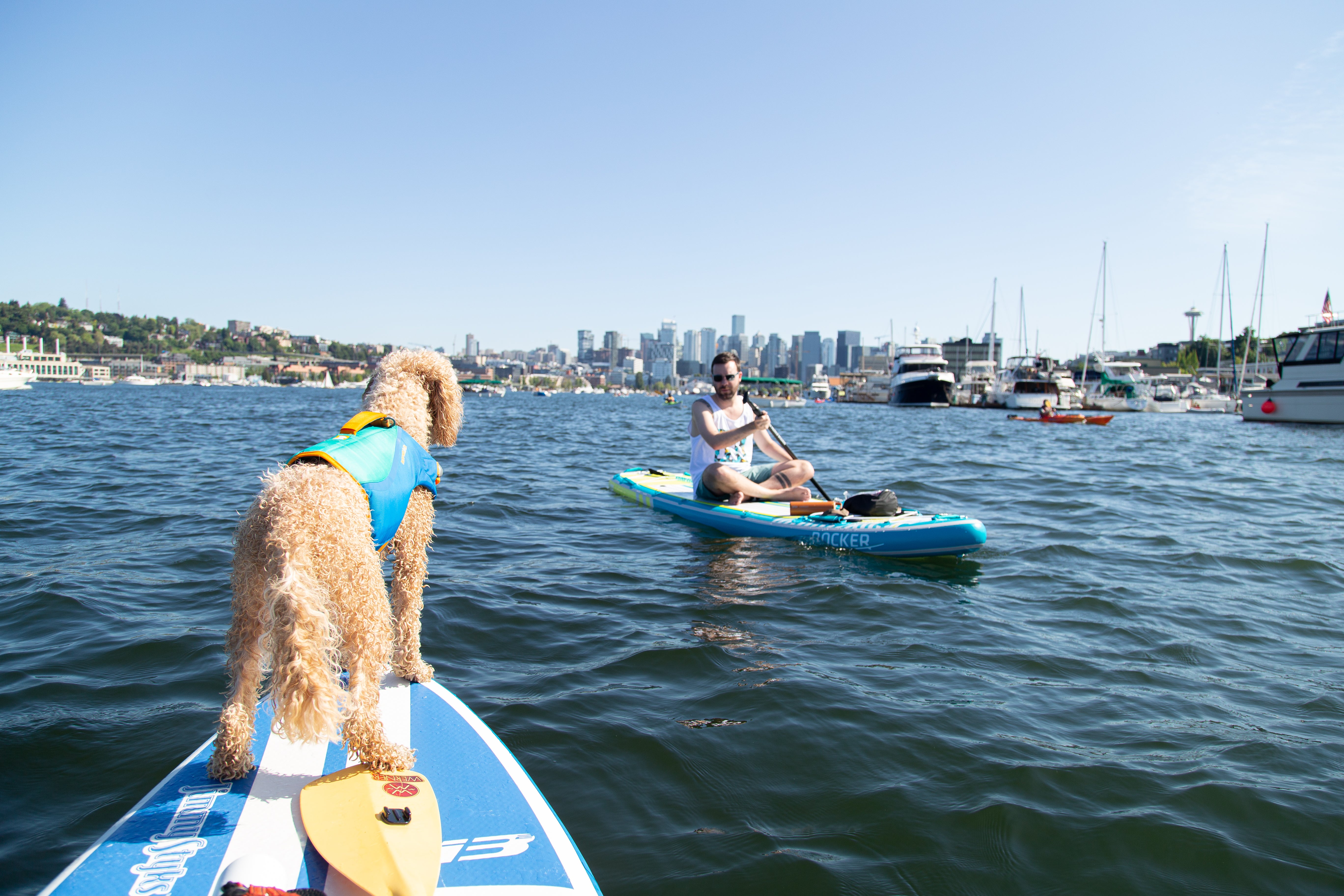 A dog stands on a paddle board in a city lake while wearing a Ruffwear Float Coat™ Dog Life Jacket. 
