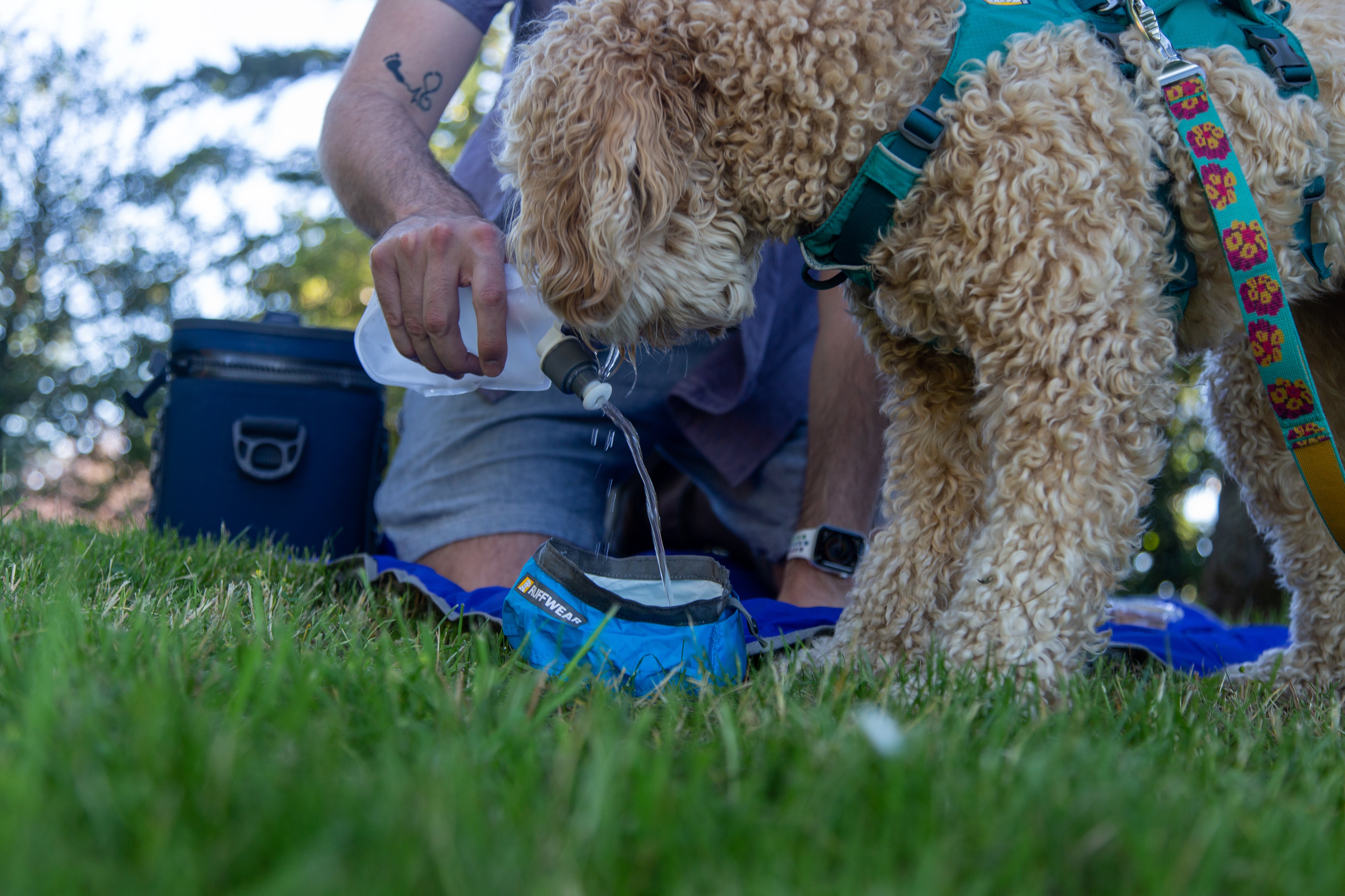 Bondi drinks water from Ruffwear's Quencher™ Packable Dog Bowl and Collapsible Water Bottle. 