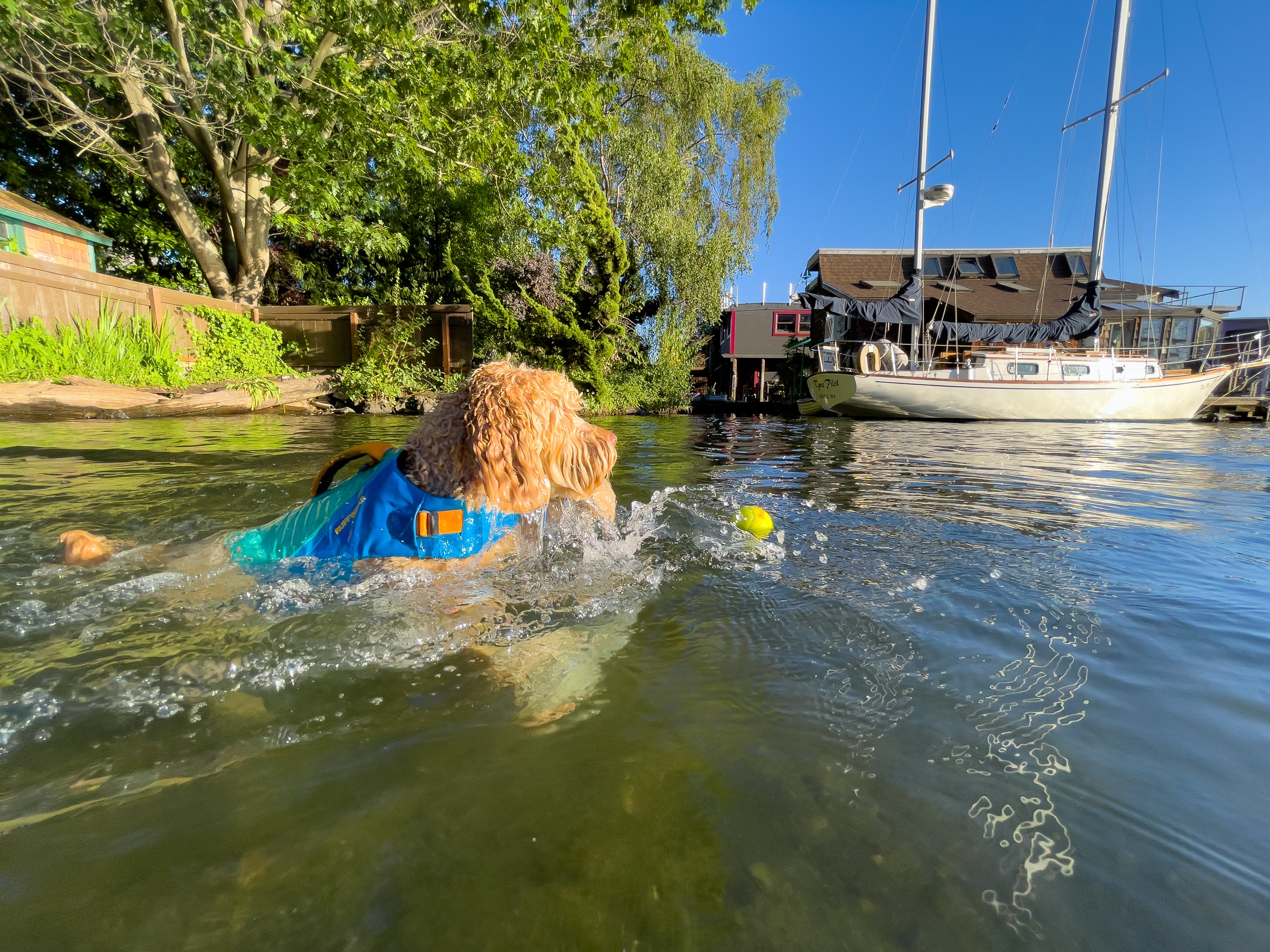 Bondi swims with her Ruffwear Float Coat™ Dog Life Jacket. 