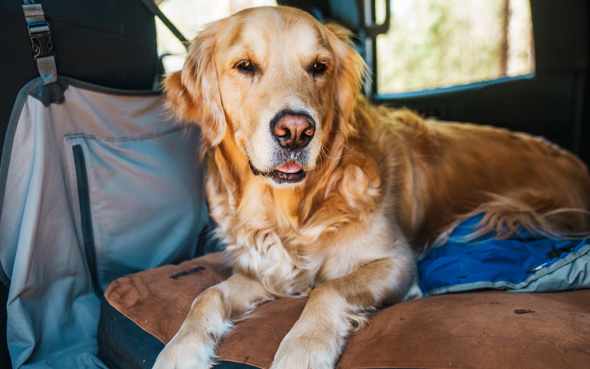 A golden retriever dog rests in the car while on a road trip. 