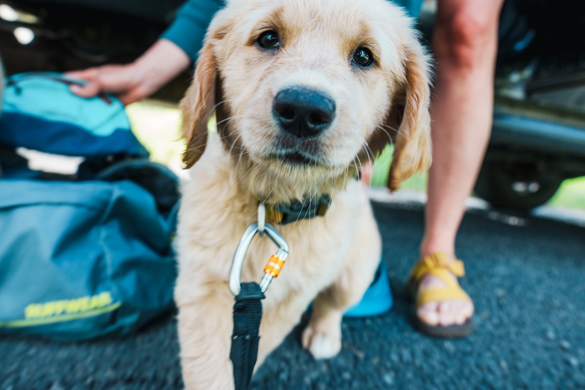 A close up photo of a golden retriever puppy. 
