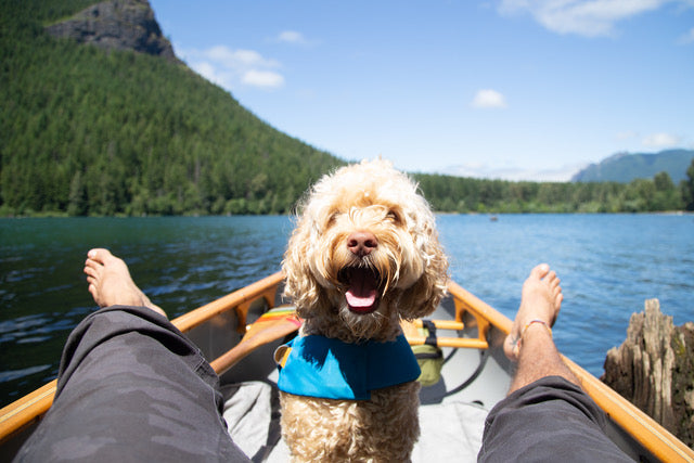 A dog wearing a Float Coat™ dog life jacket sits in a canoe and smiles. 