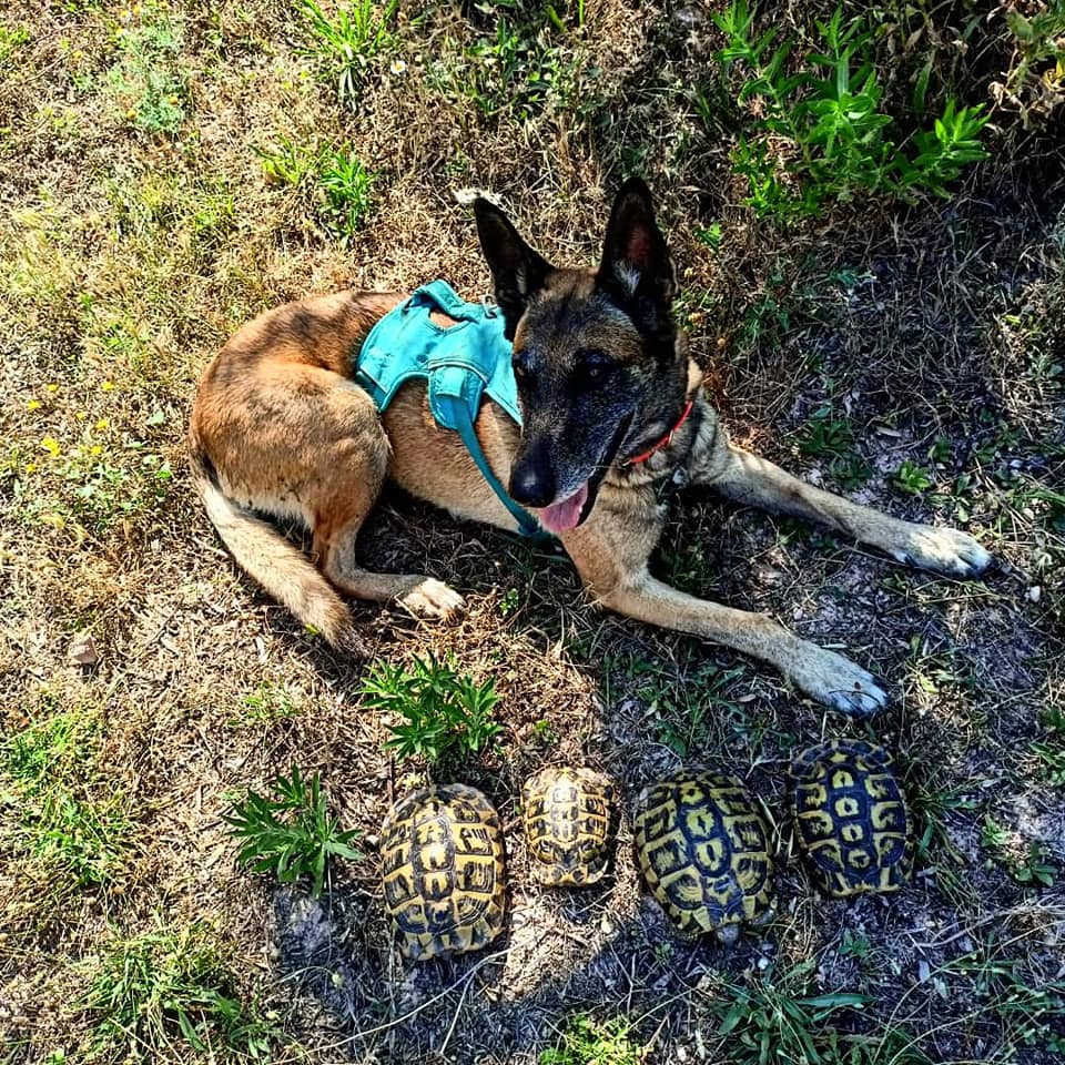 A detection dog lies down next to four Mediterranean Tortoises. 