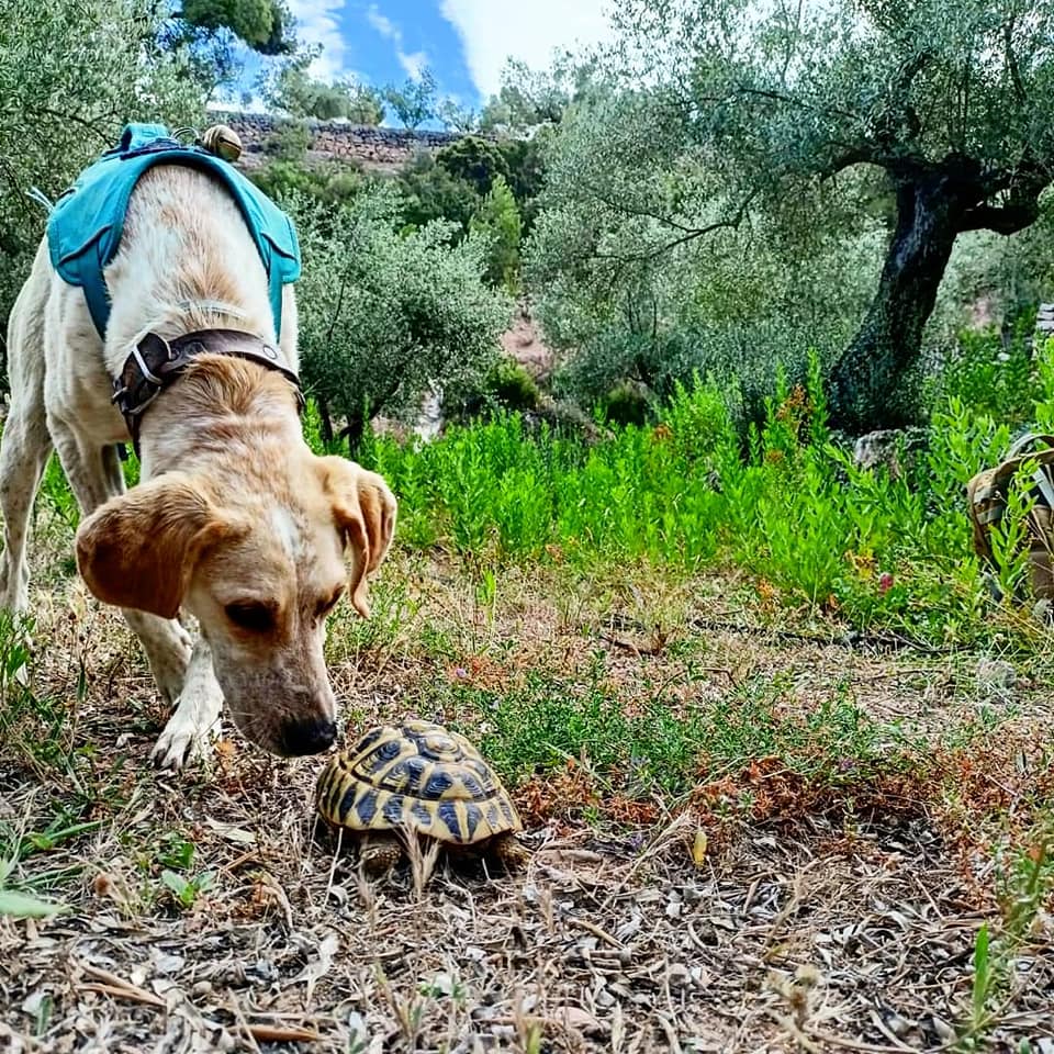 A detection dog sniffs a Mediterranean Tortoise. 