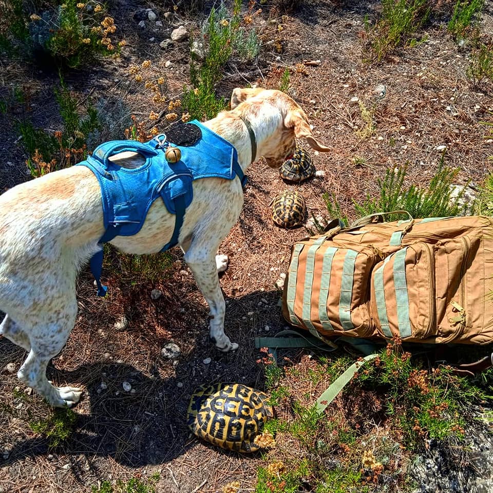 A detection dog wearing a Web Master™ Harness sniffs out Mediterranean Tortoises. 