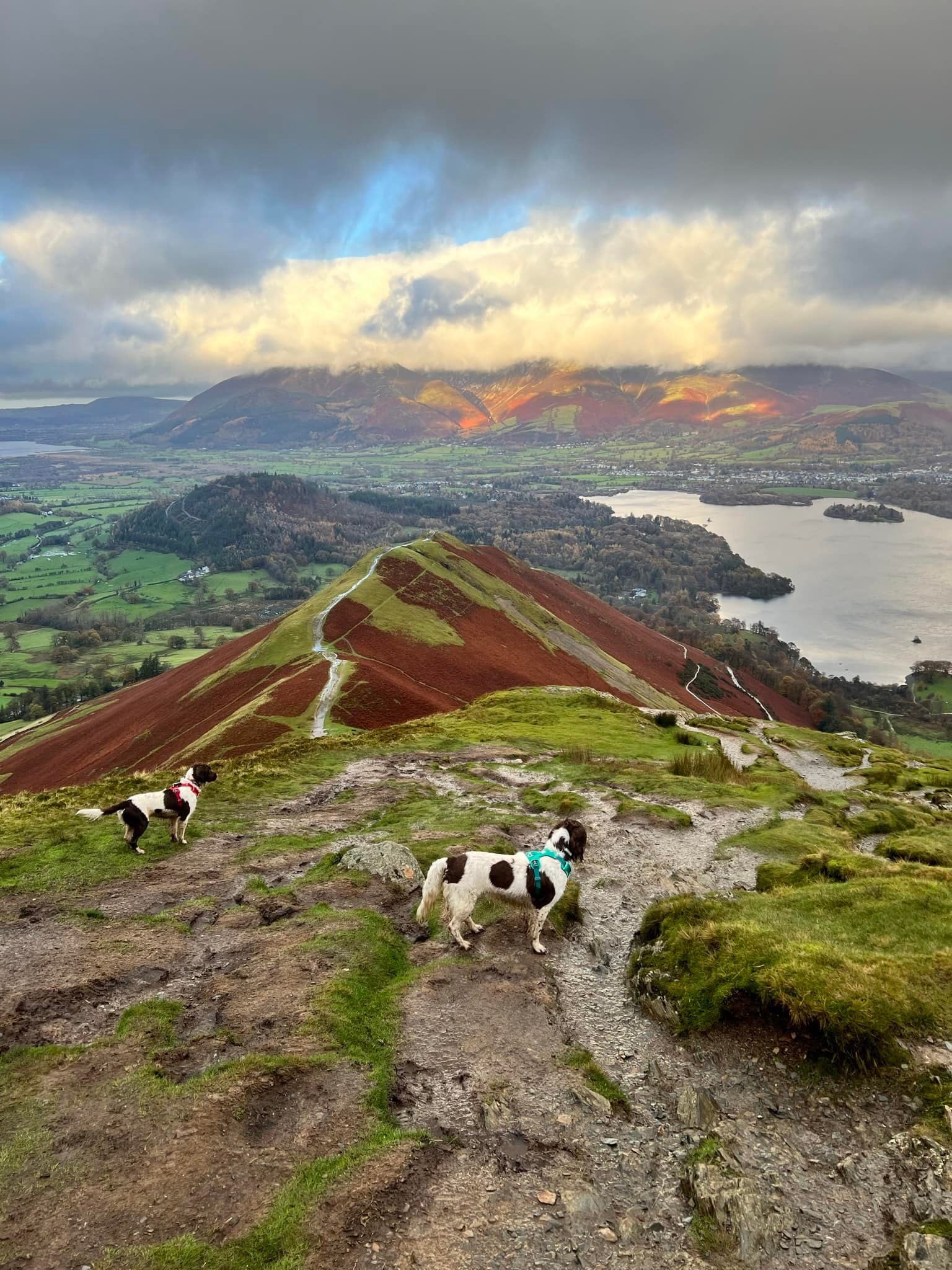 Two of Kerry's dogs, Harry and Paddy, stand on the top of the Catbells Walk trail, looking out over the scenery. 