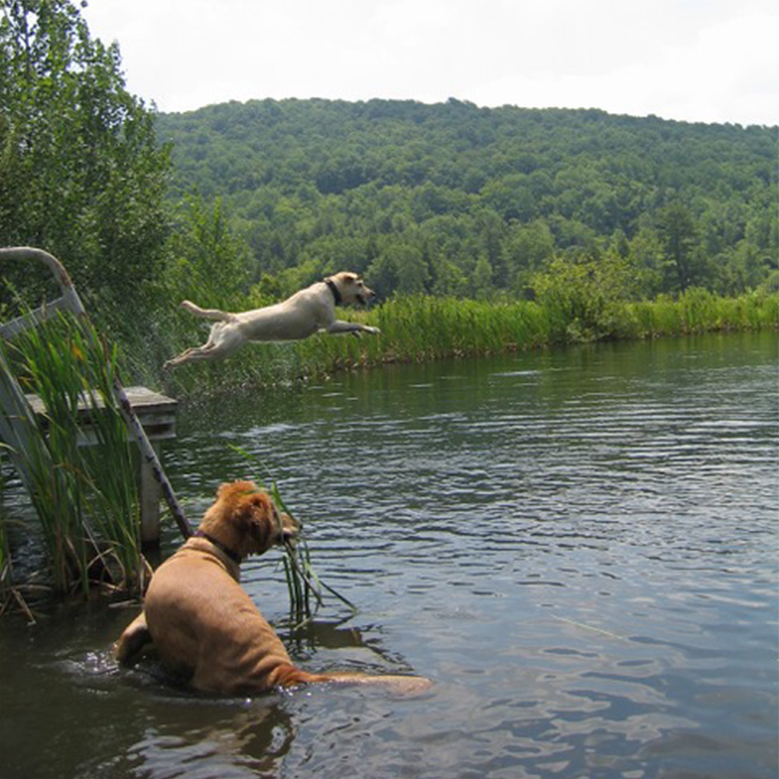 Above, Gromit watches the new addition to the family, Zoe, launch off a dock in upstate New York.