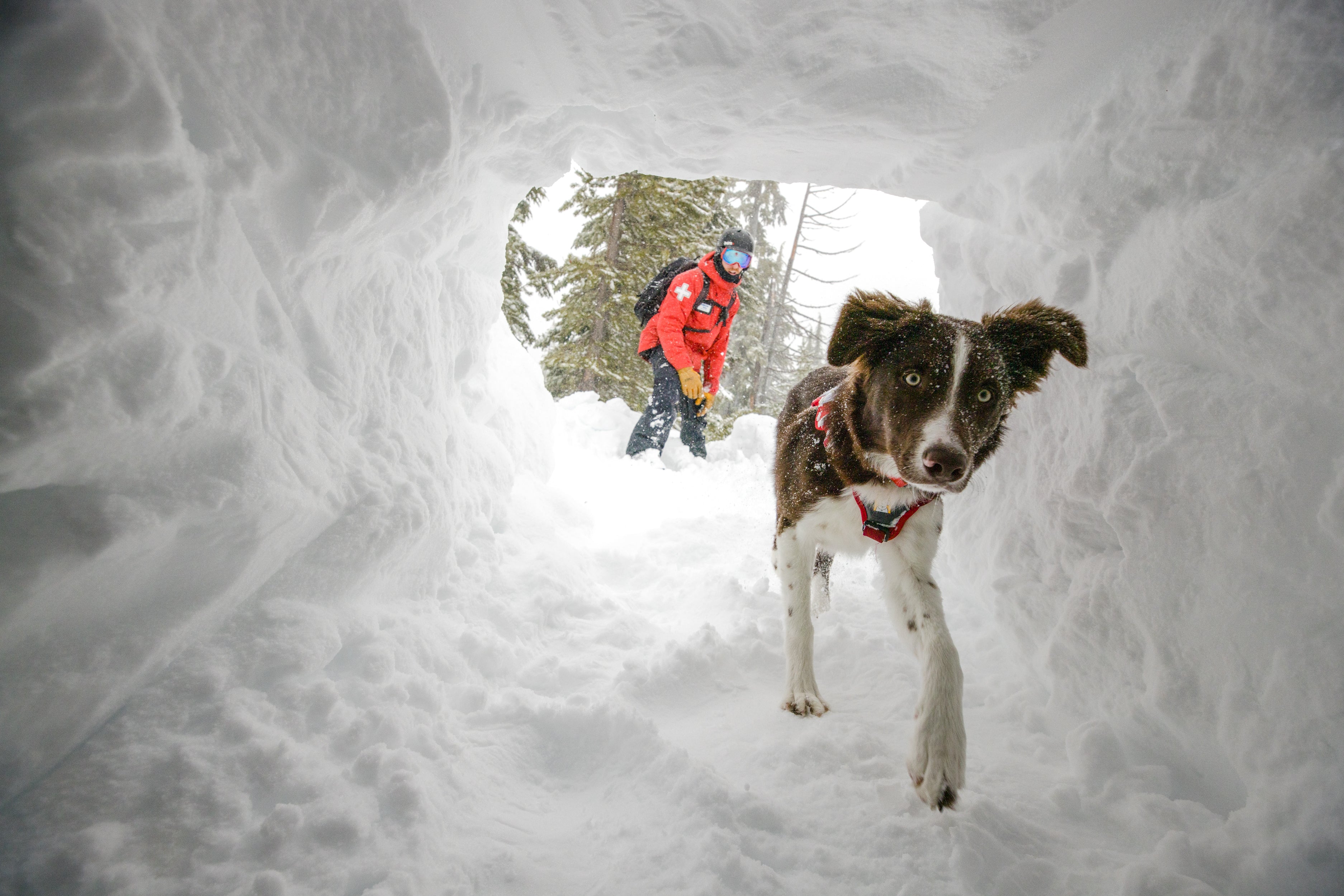 Ruddy the avalanche dog runs into a snow cave.