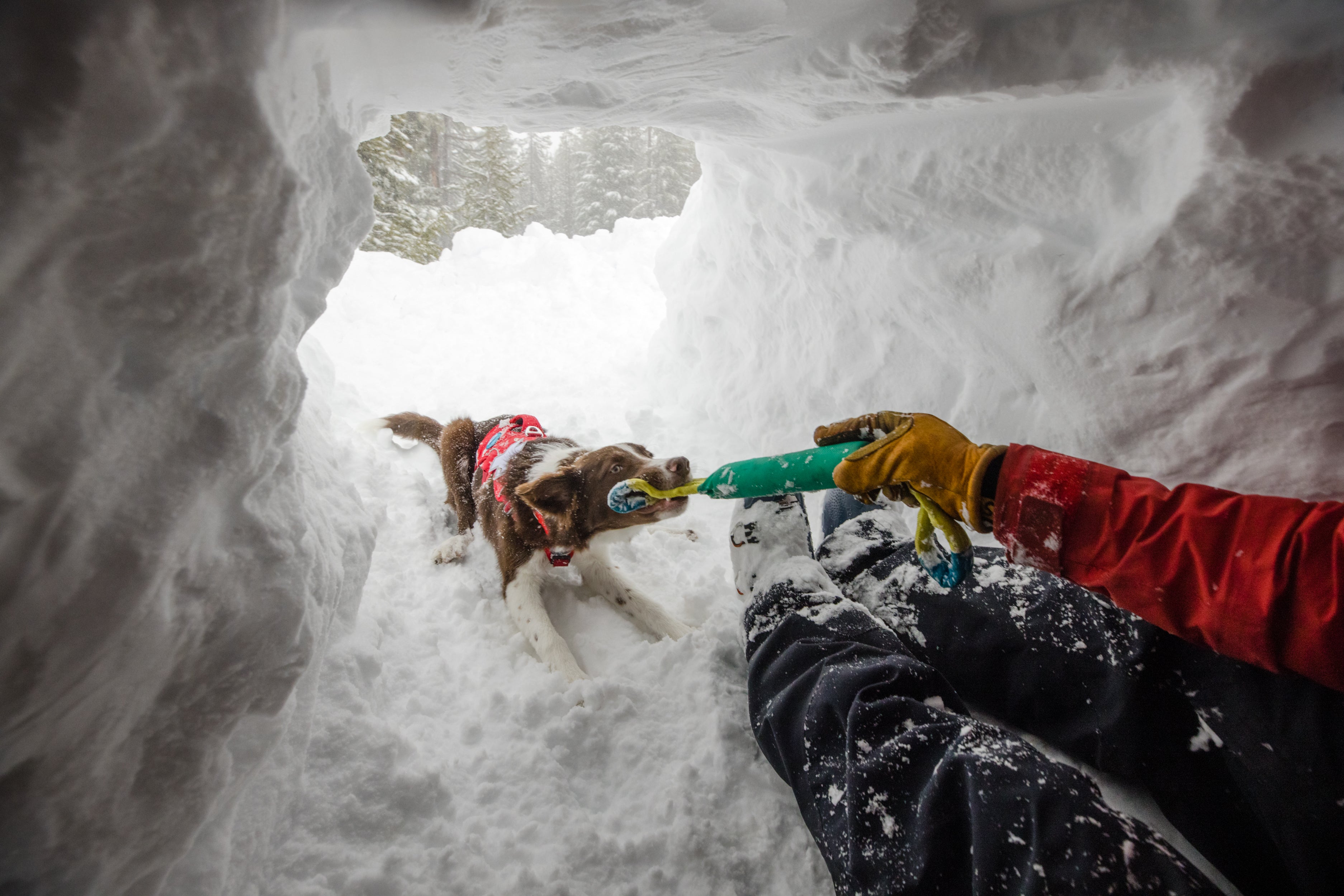 Ruddy the avalanche dog plays tug of war with the Ruffwear Pacific Loop™ Dog Toy.