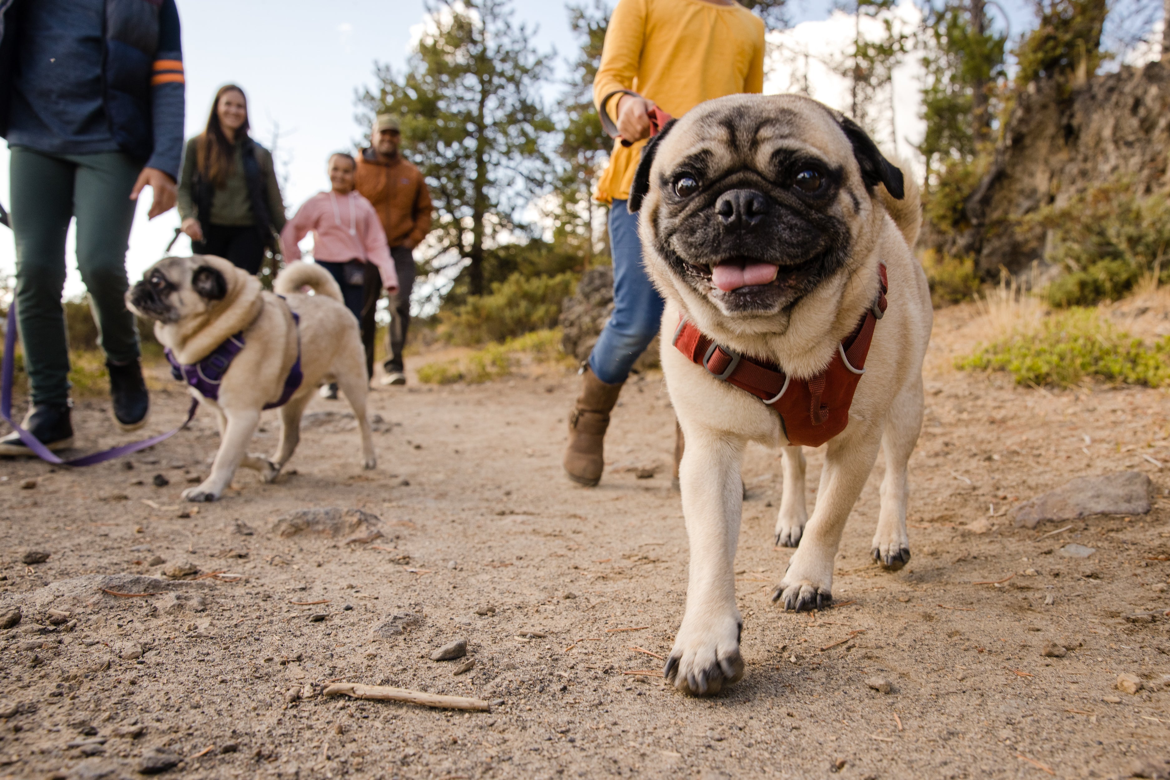 A family walks with two pugs on a hiking trail. 