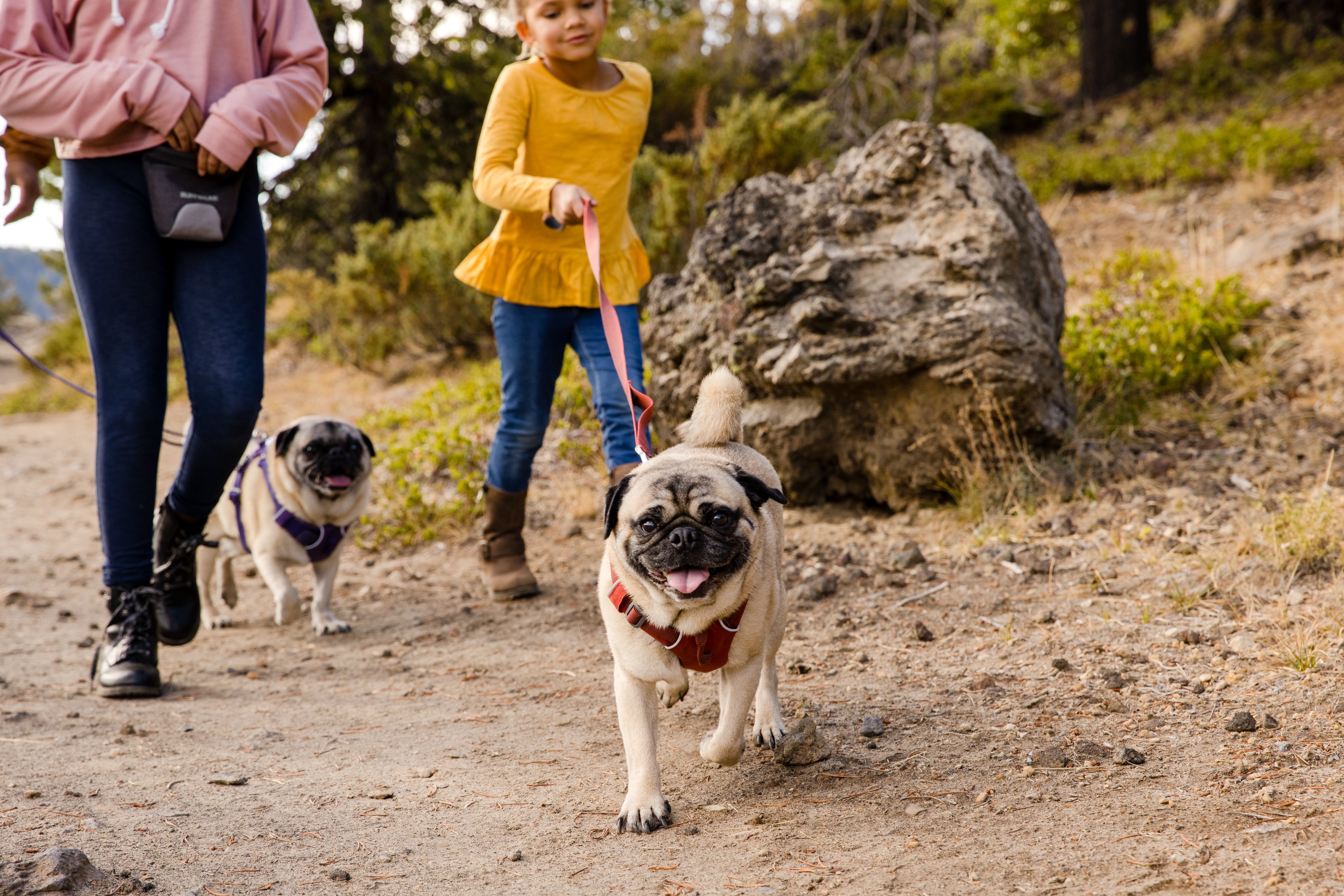 Kids walk with their two pugs on a trail. 