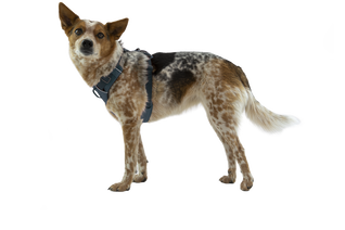 Front Range® Dog Harness Nav Image 65