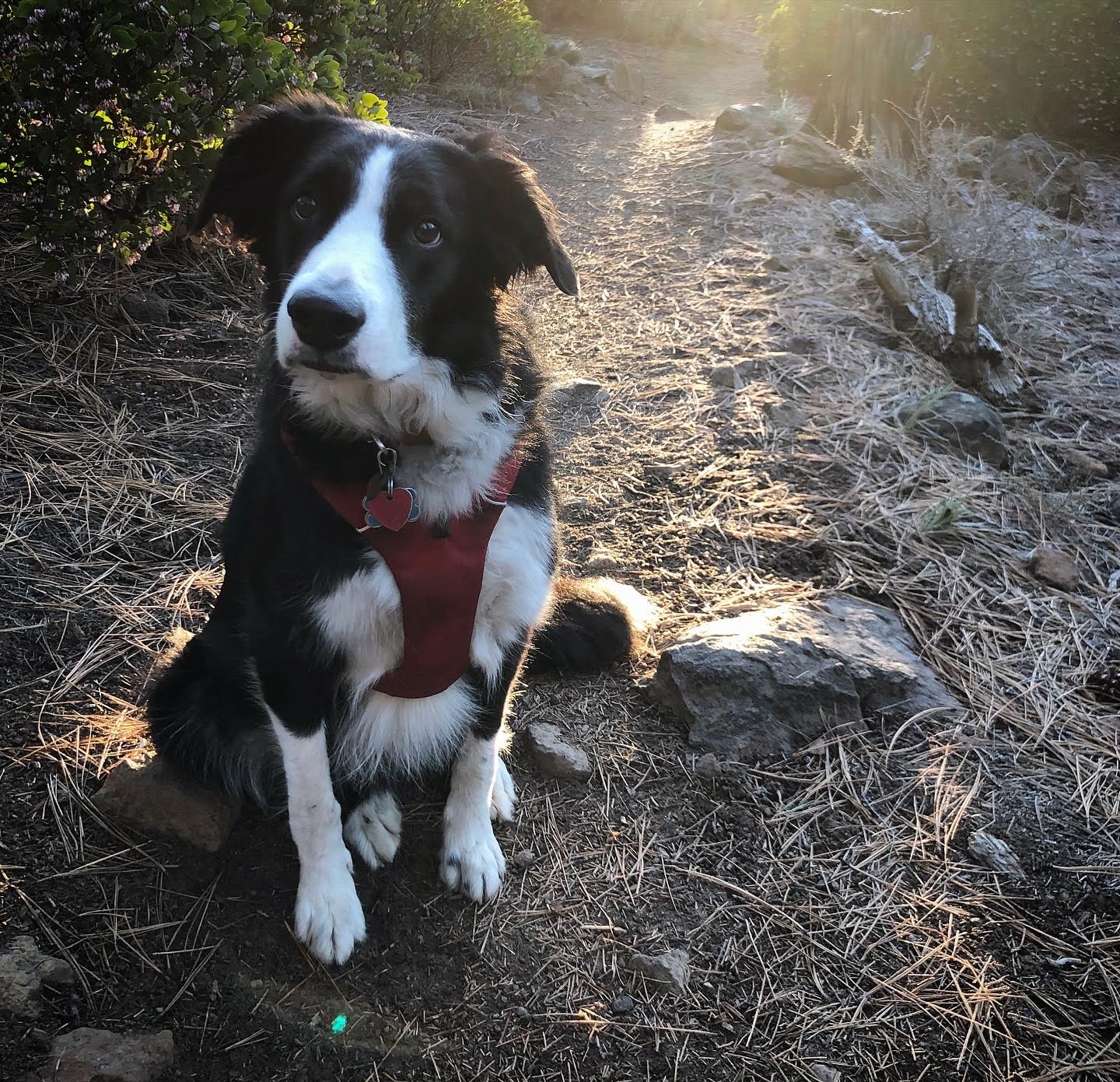 Border Collie dog wearing a red harness, sitting on a trail