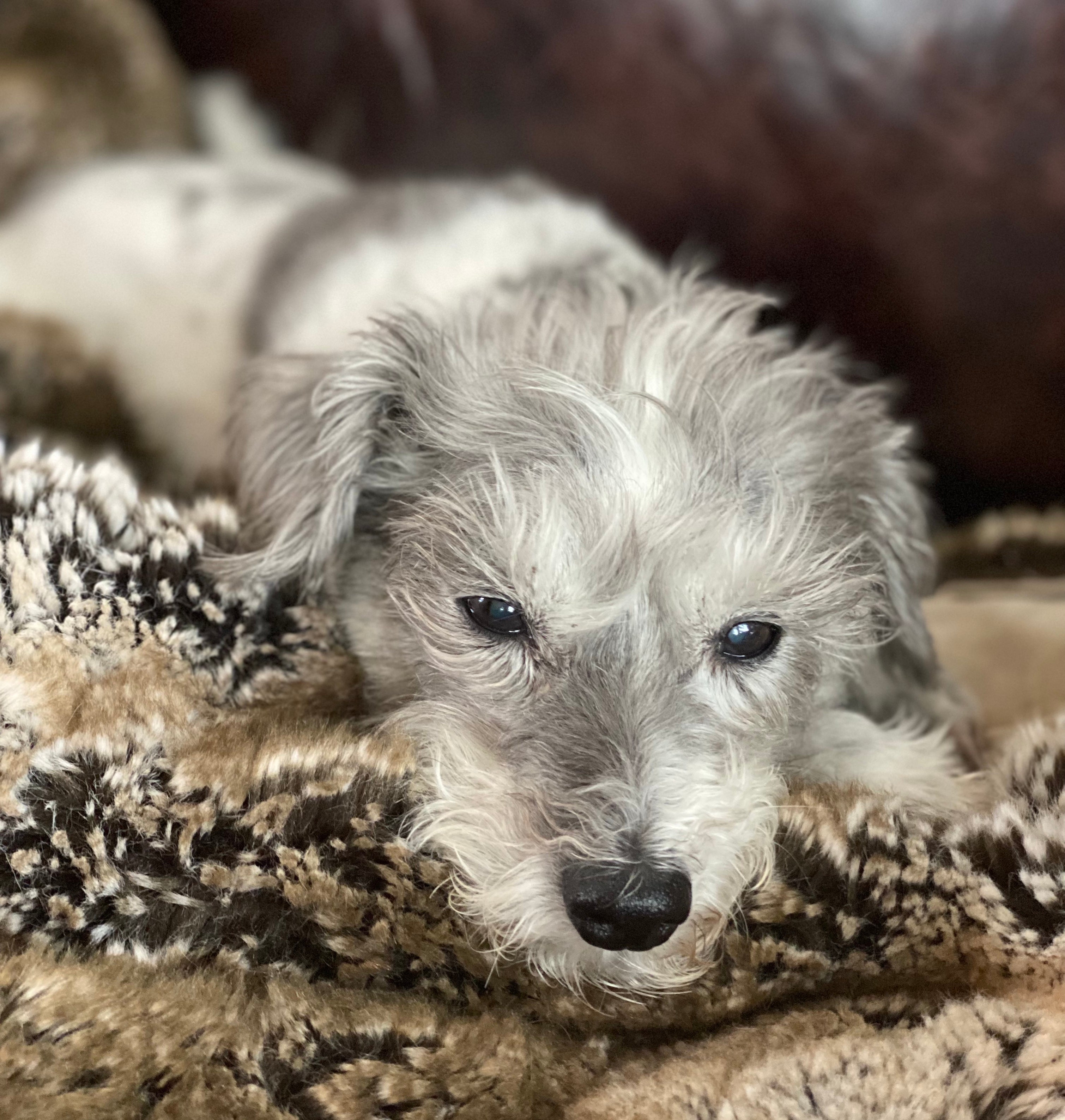 A small senior dog sleeps on a blanket on the couch. 