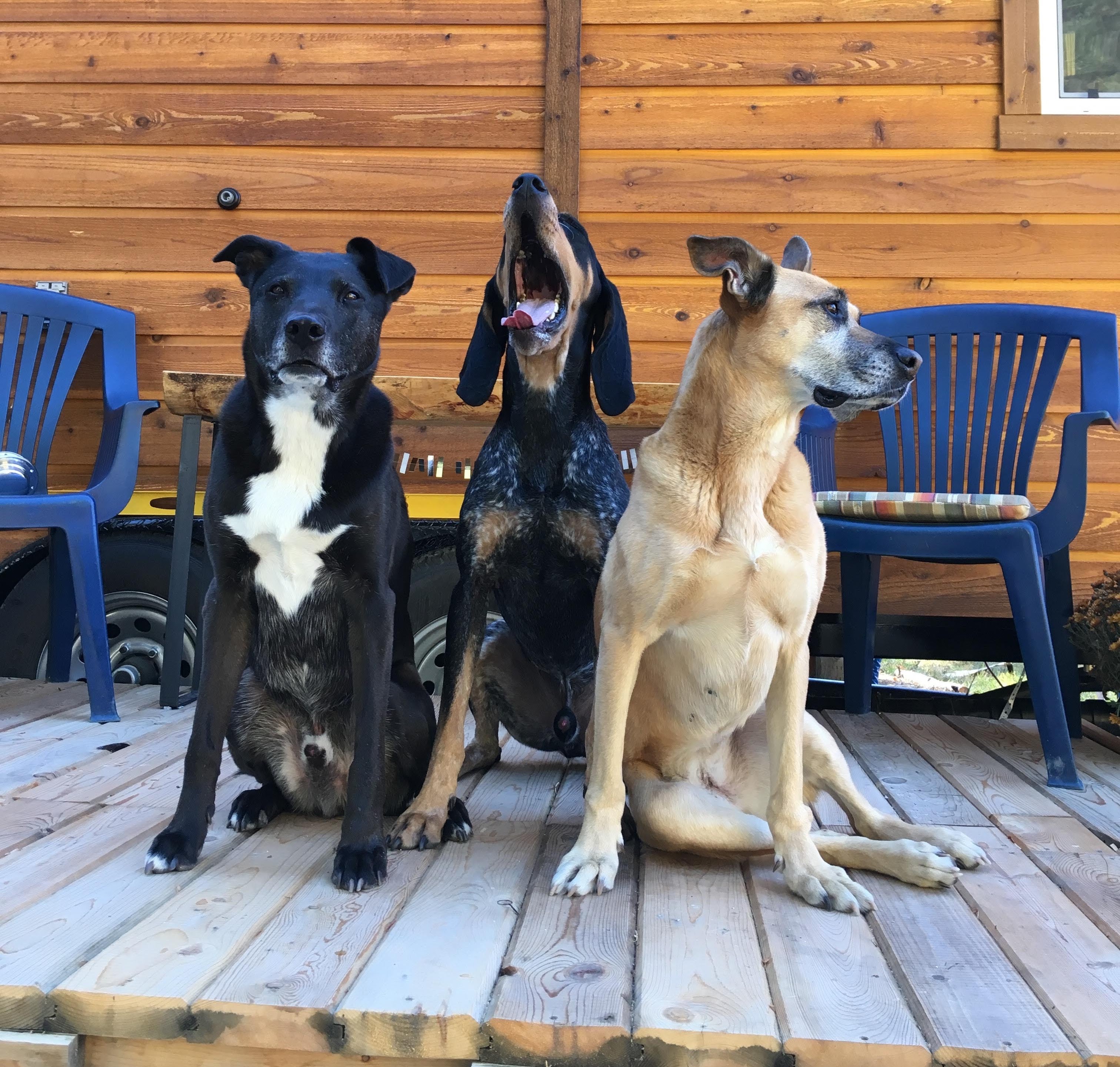 Three dogs sit on the front porch of a tiny house. 