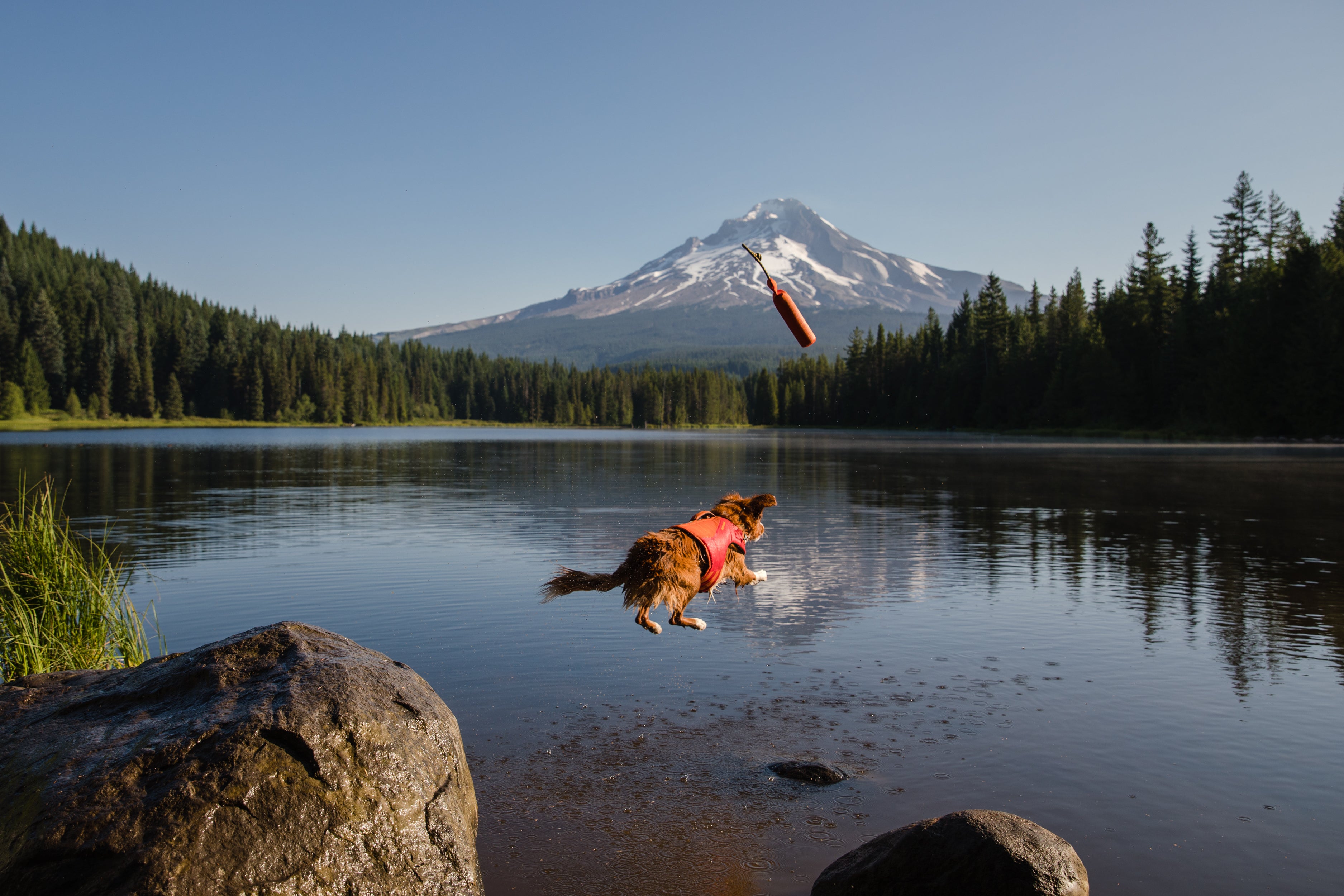 A dog jumps in the air and into a lake to catch a toy. 