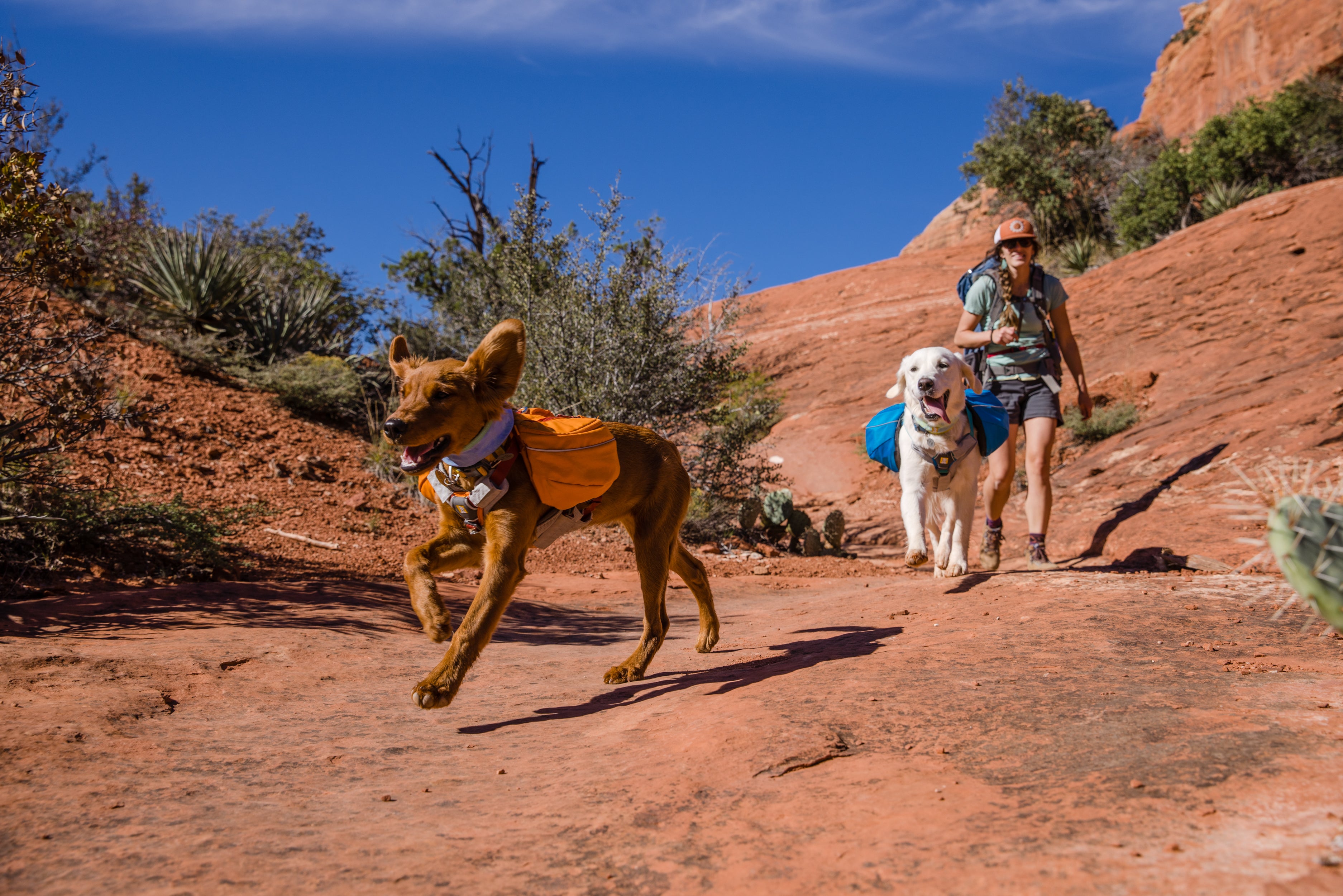 Young dog running in desert with human and another dog following.