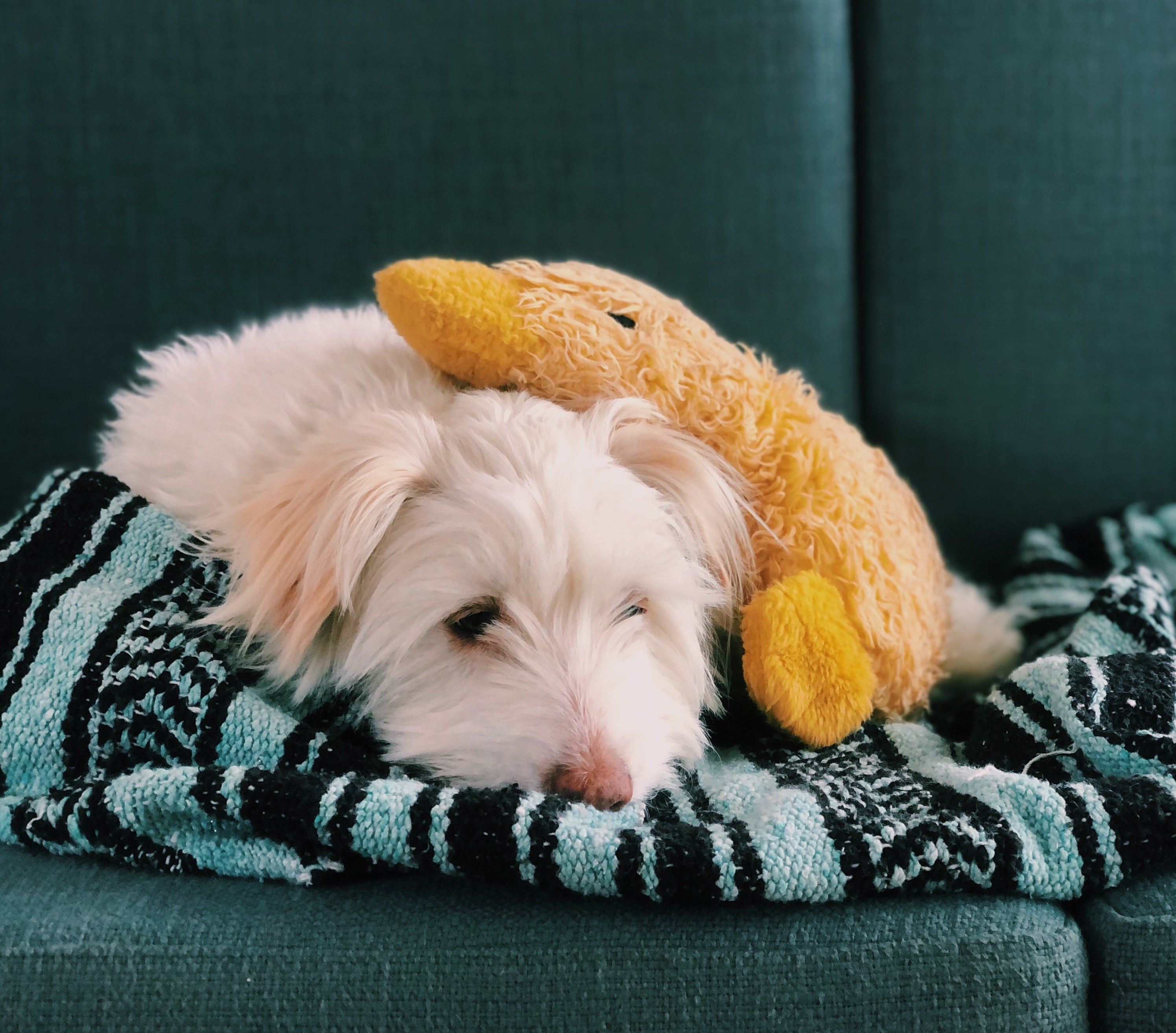 A dog (named Spaghetti) curls up on the couch with blankets and a toy. 