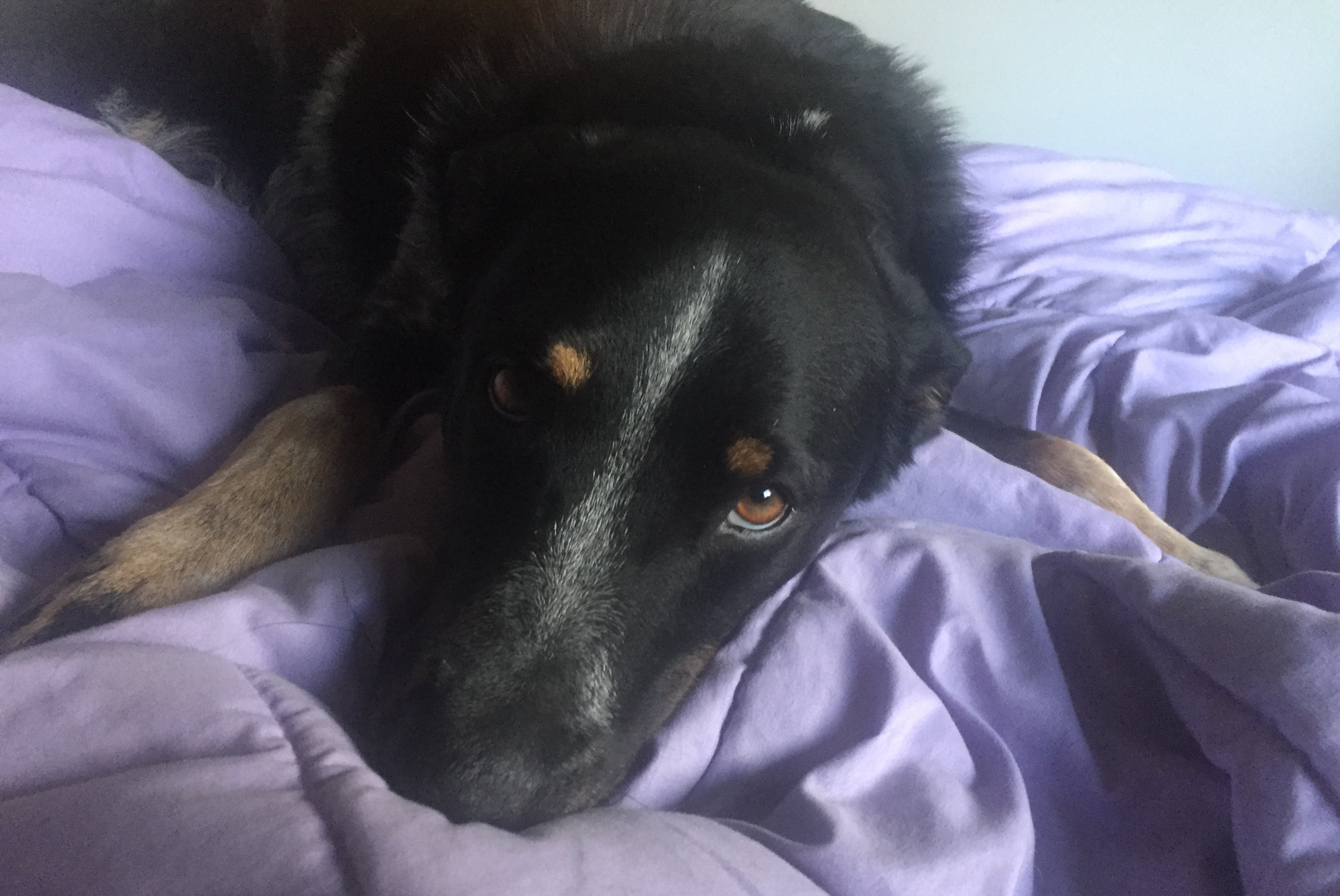 A dog lies on a bed and sleeps. 