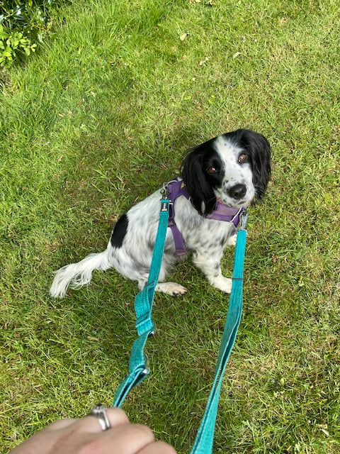 Dog in front range harness with double ended leash attached