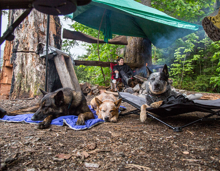 Alicia, Kona, Cali, and Ruger lounge while camping in the woods.