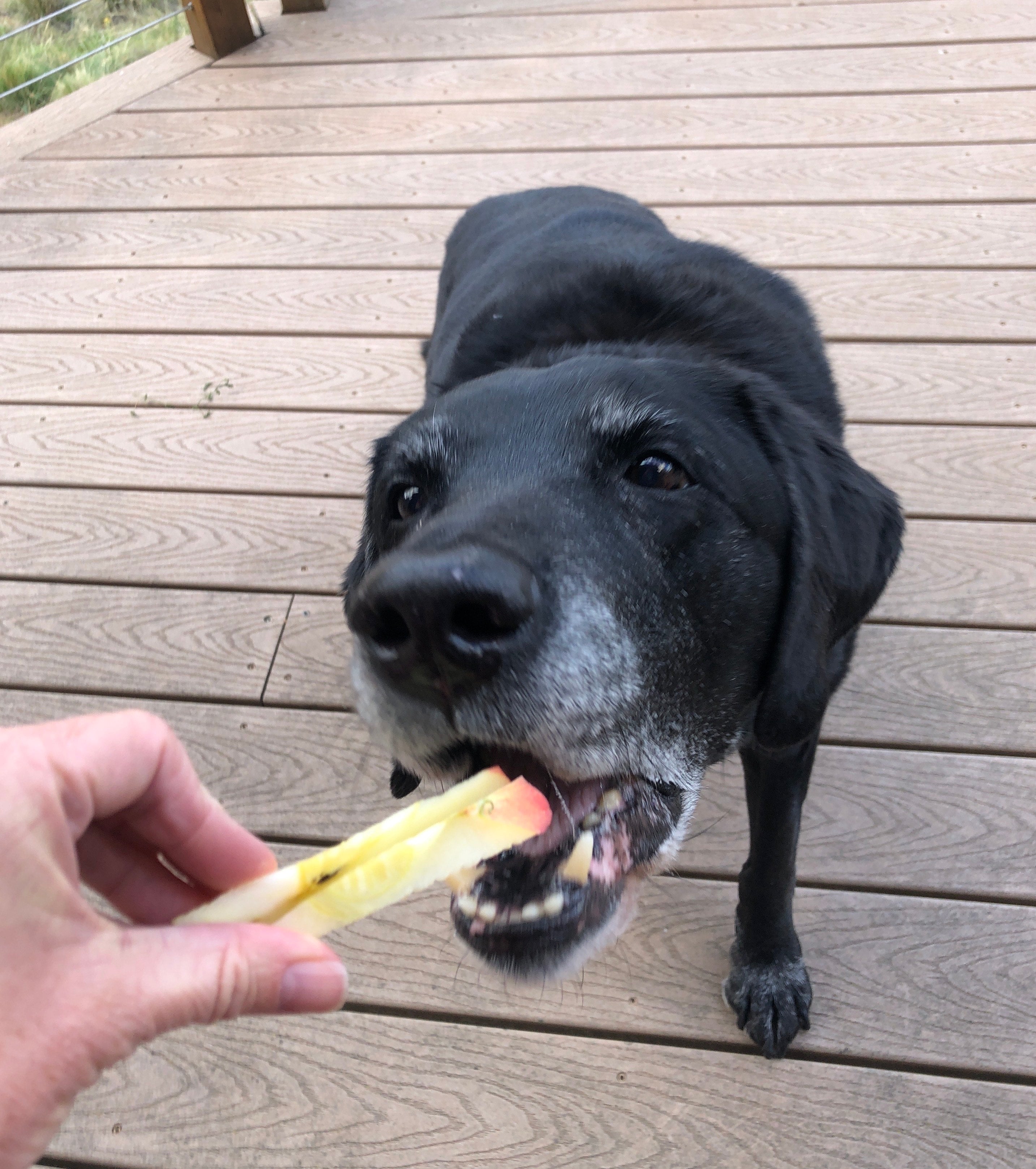 Susan's dog, Artie, eats an apple core. 