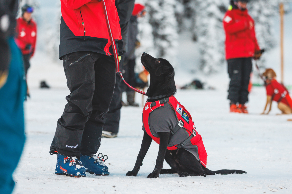 An avy dog sitting next to his handler