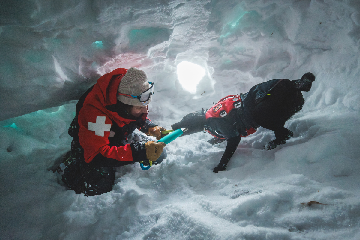 Ruffwear Pack member training with an avy dog under the snow