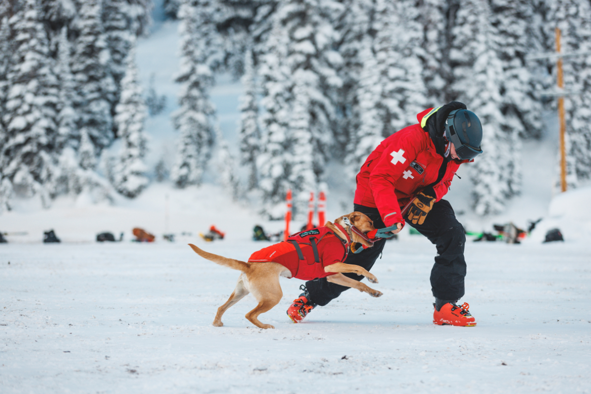 Avy dog sporting Ruffwear's Web Master™ Pro Harness and Powder Hound™ Dog Jacket