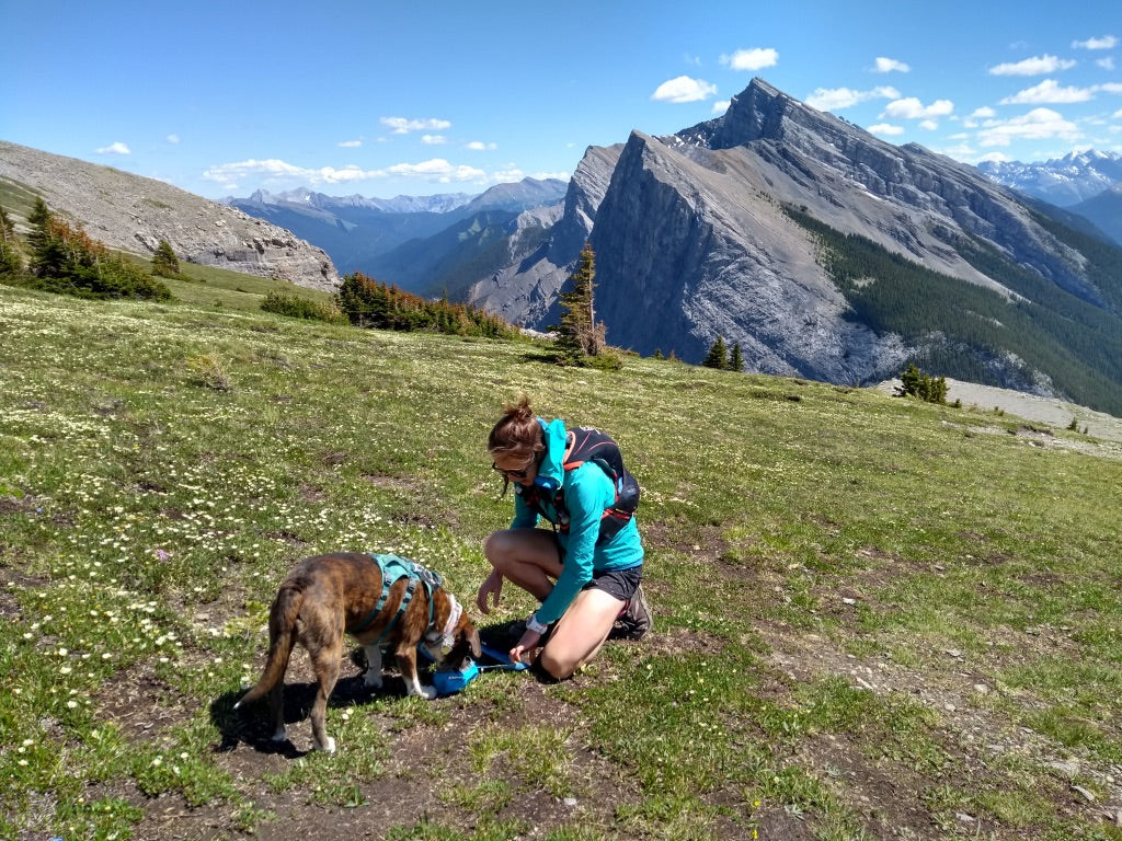 A woman gives her dog a water bowl while they are on a summer hike. 