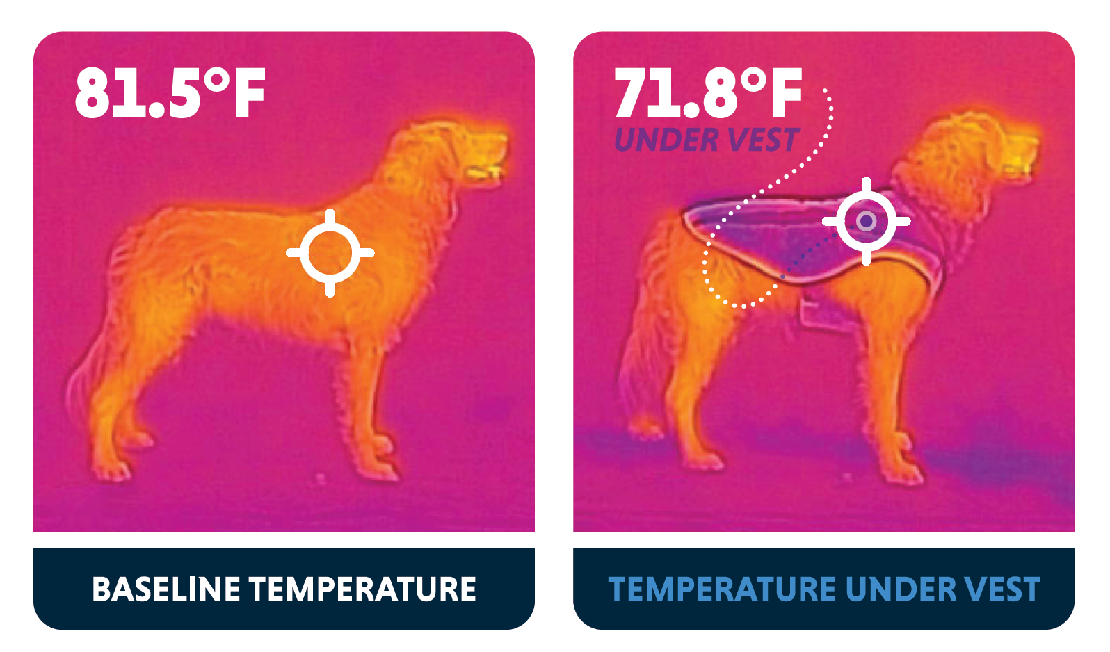 Infrared Pictures of Dog with and without a cooling vest on