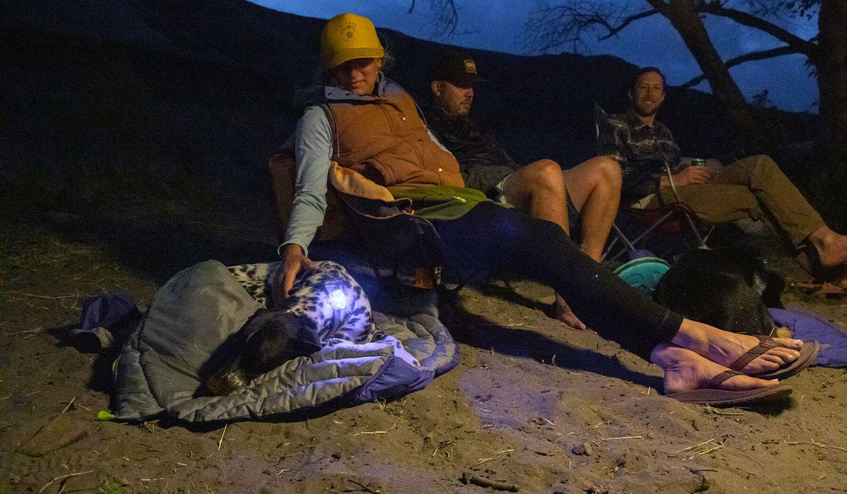 Dog in sleeping bag with safety light on at nighttime, next to their person.