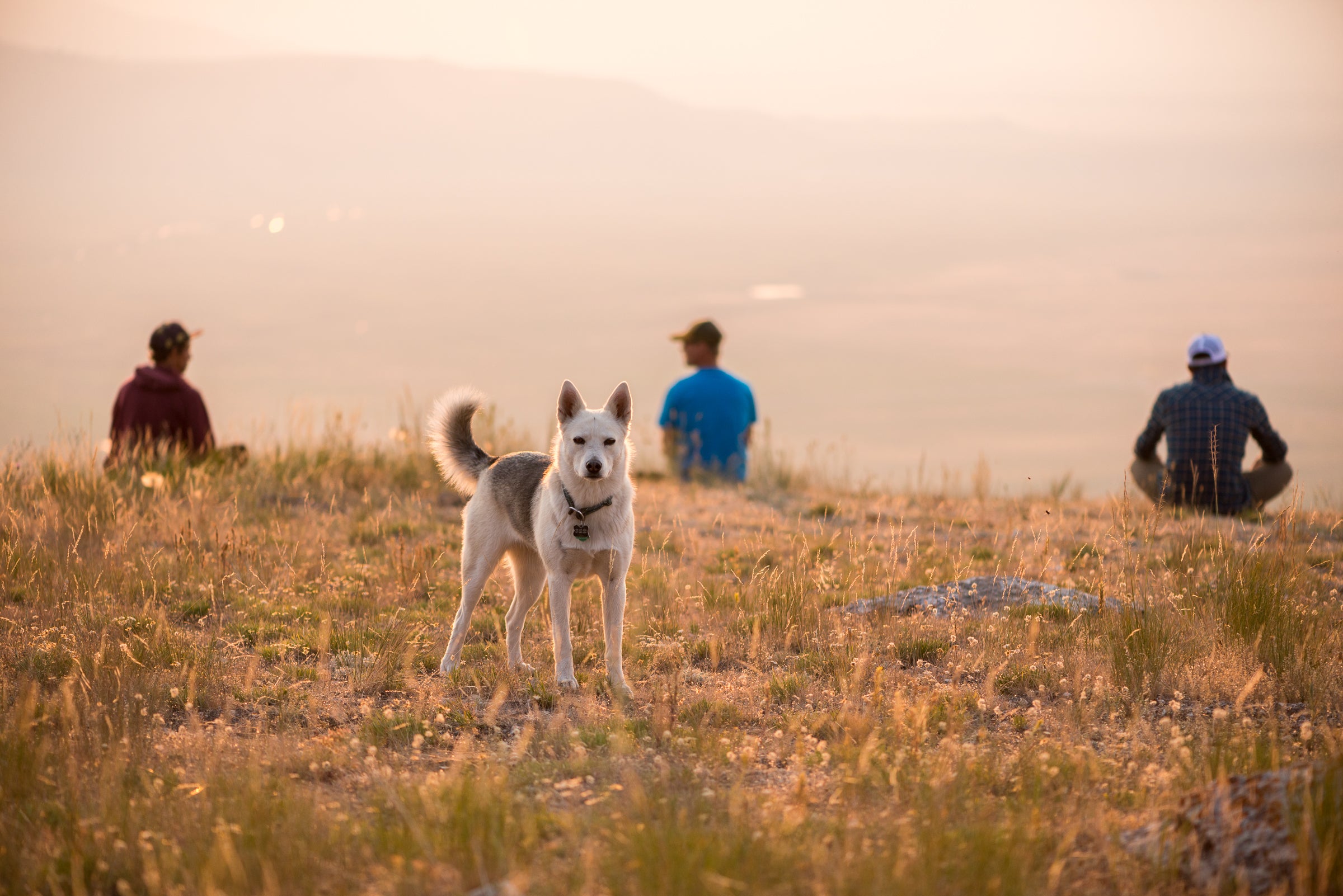 Dog in a field at sunset with three humans in the background