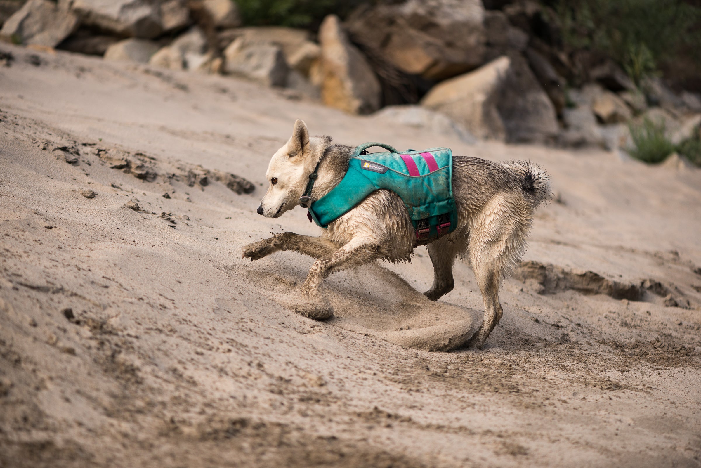 A dog wearing a Ruffwear Float Coat™ plays in the sand. 