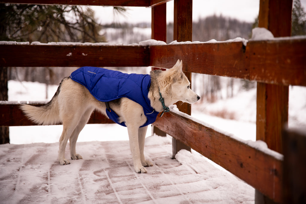 Tala stands guard in the snow from the porch of the yurt.