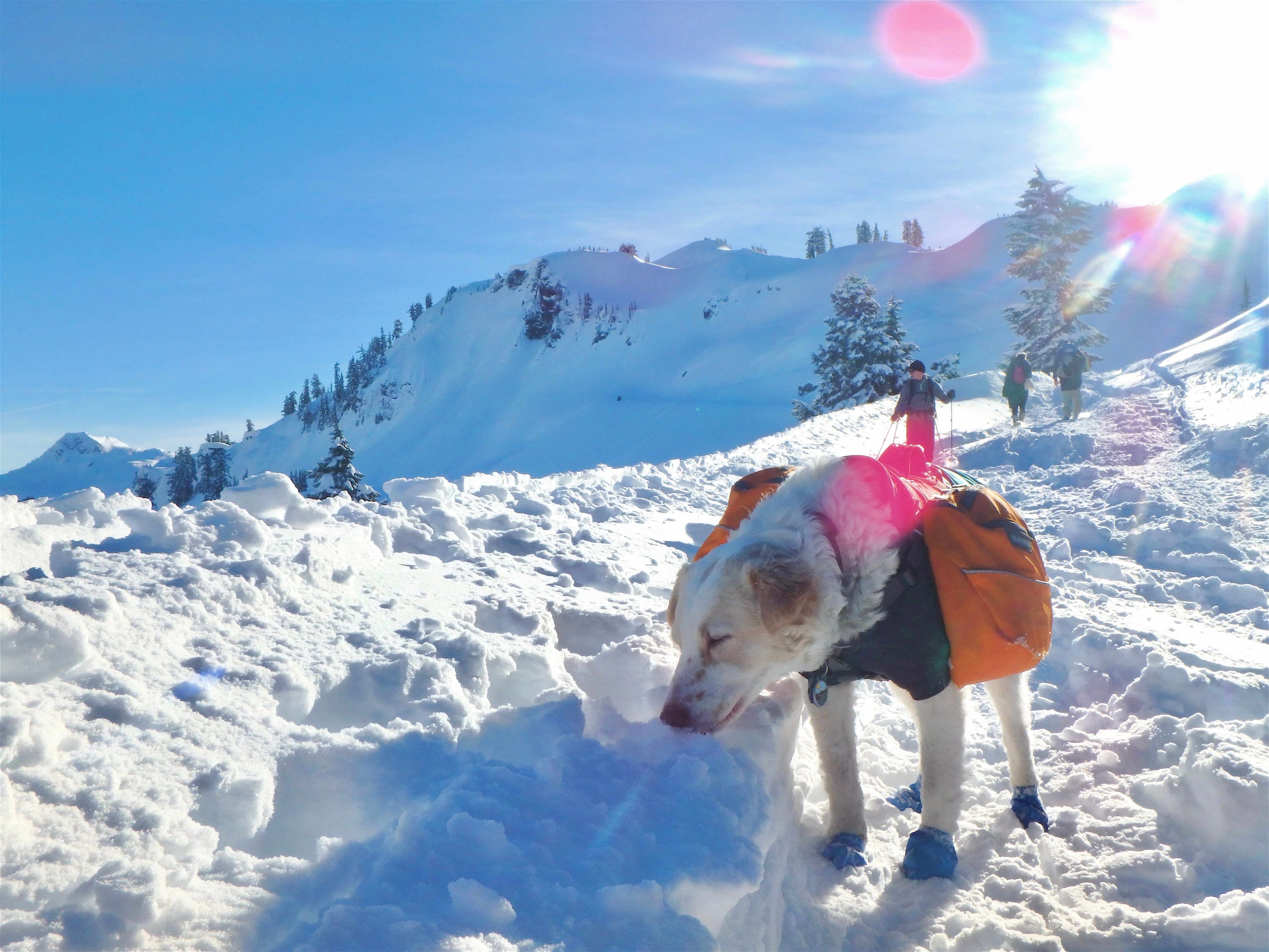 A dog wearing a Ruffwear Approach™ Backpack hikes in the snow. 